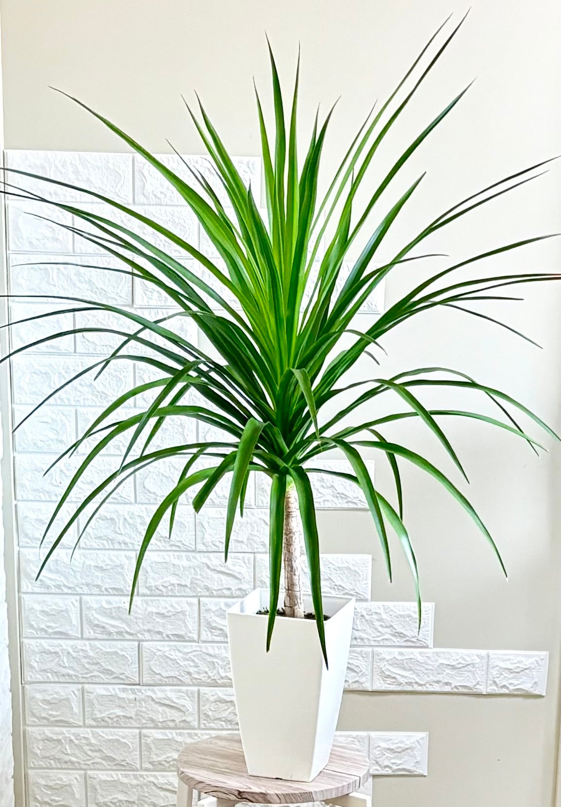 カシワバゴム⭐️2本立ち⭐️大型⭐️観葉植物 | 観葉植物のお店