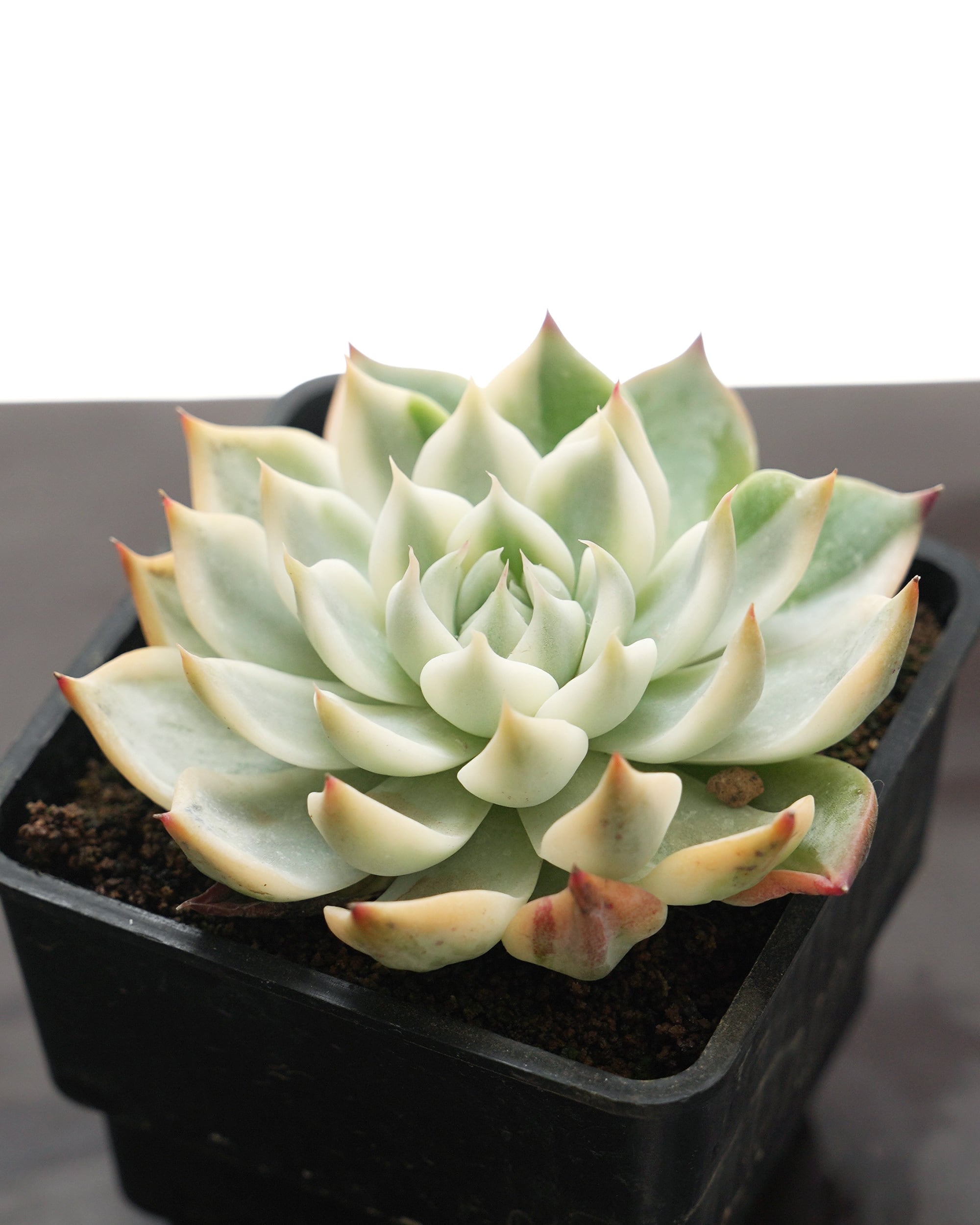 エケベリア（っぽいコ） | PUKUBOOK SUCCULENTS