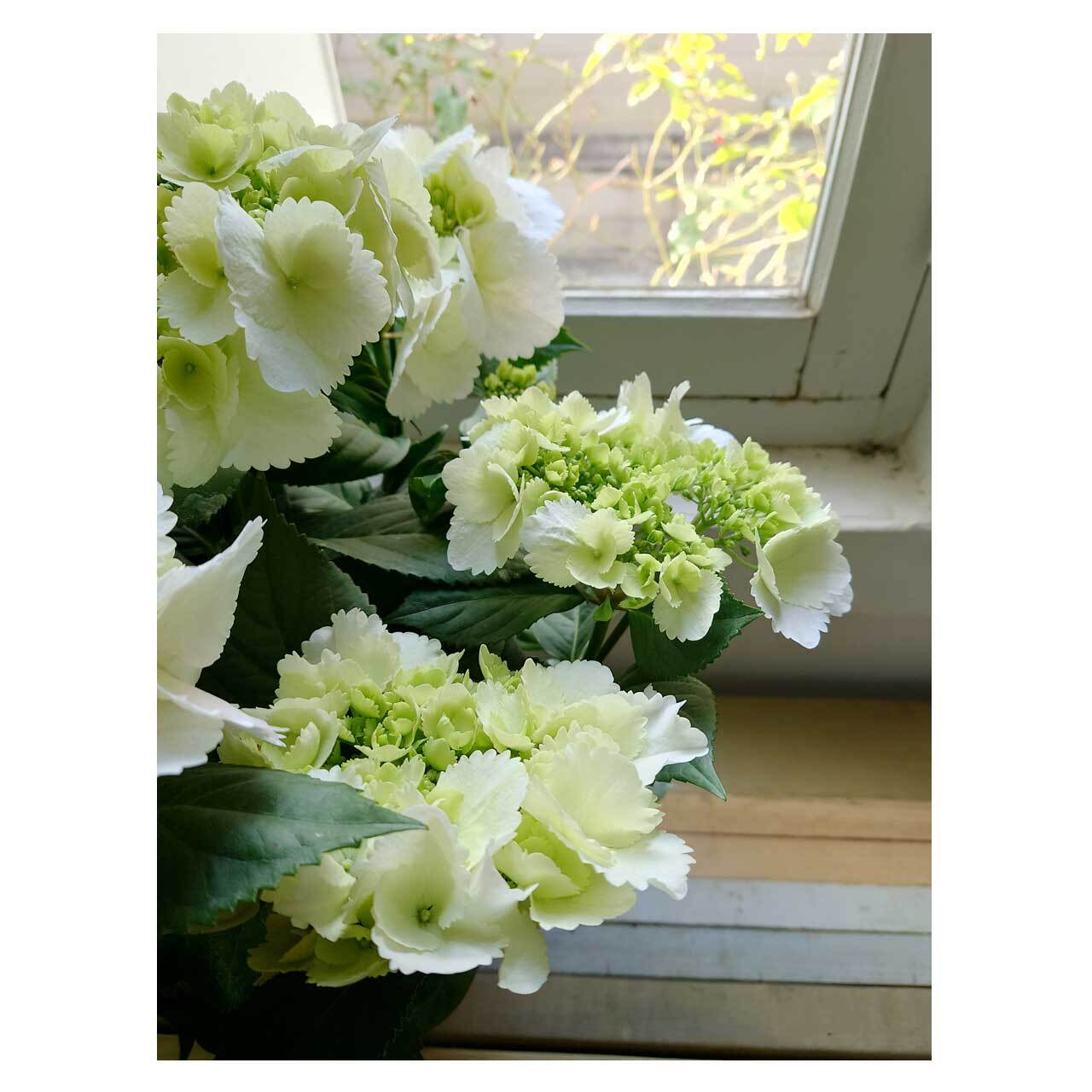 Hydrangea 'HaruHaru' | Seeding