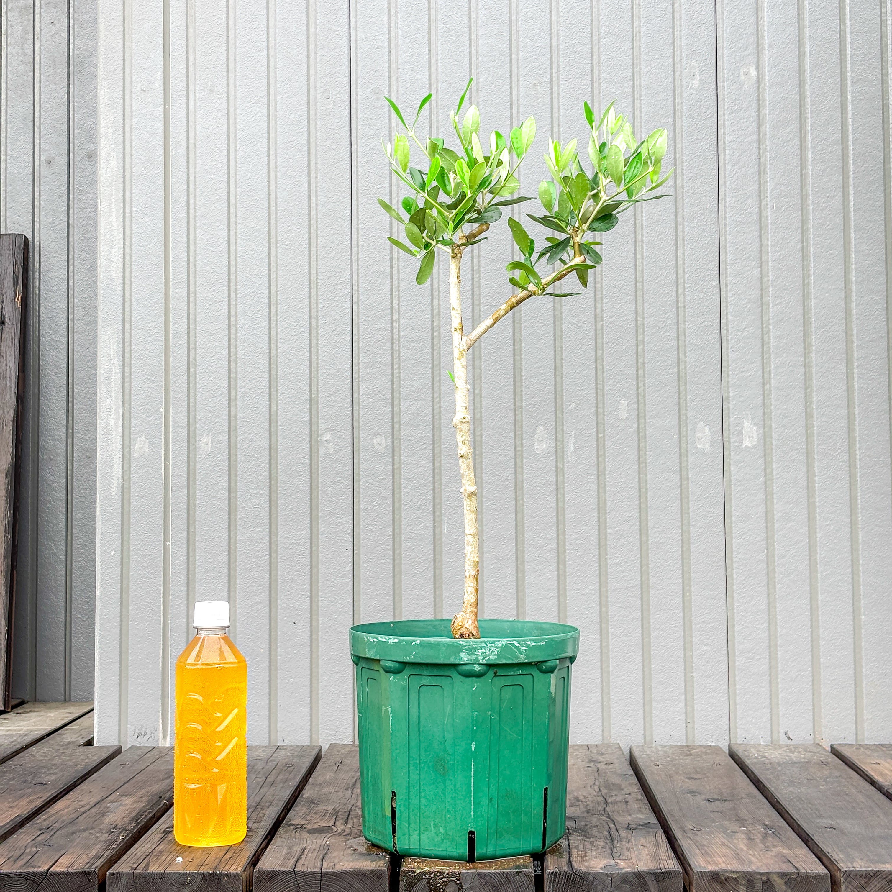 オリーブ 鉢植え 送料無料 クライスト｜育てやすい シンボルツリー