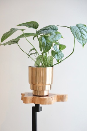 【M】モンステラシルテペカナ エルサルバドル/Monstera Siltepecana El Salvador　※アルミ鉢カバー付き