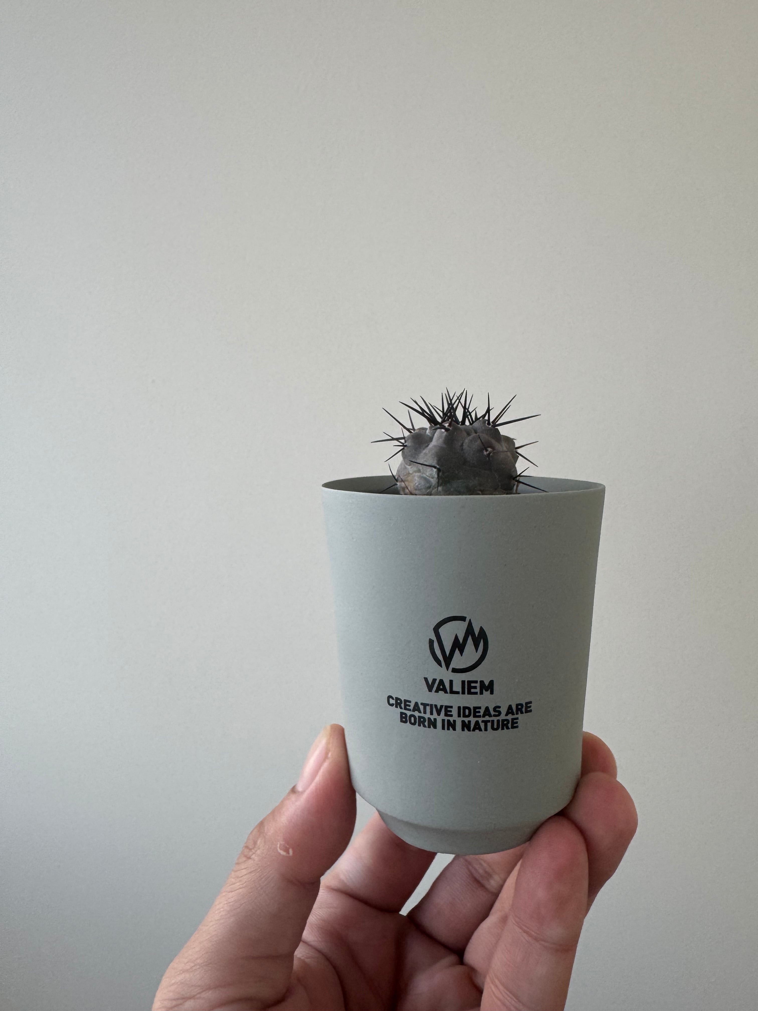 【新着】Copiapoa cinerea × VALIEM GHOST【俺の黒王丸】コピアポアシネレア