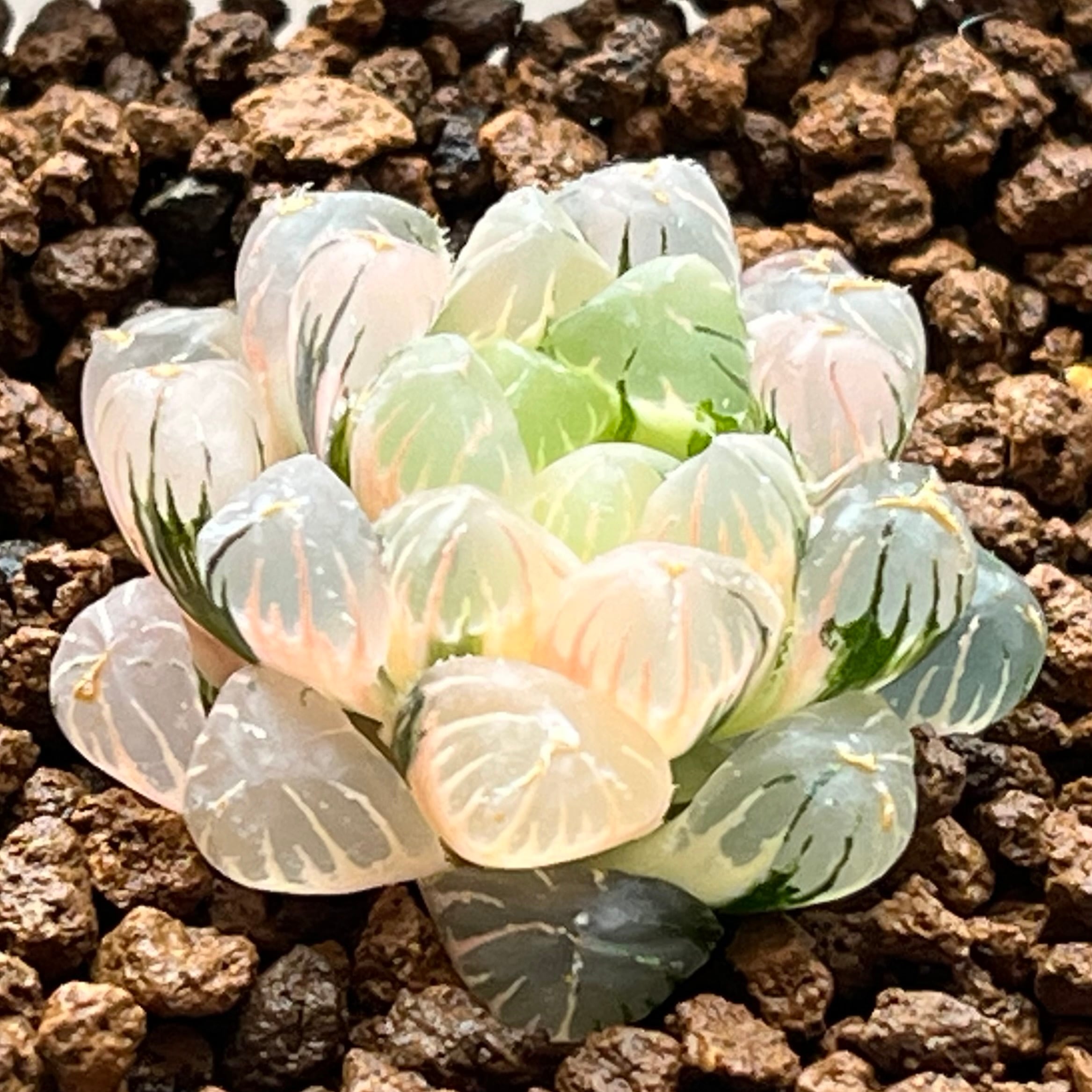 オブツーサ系 | mocono_plants