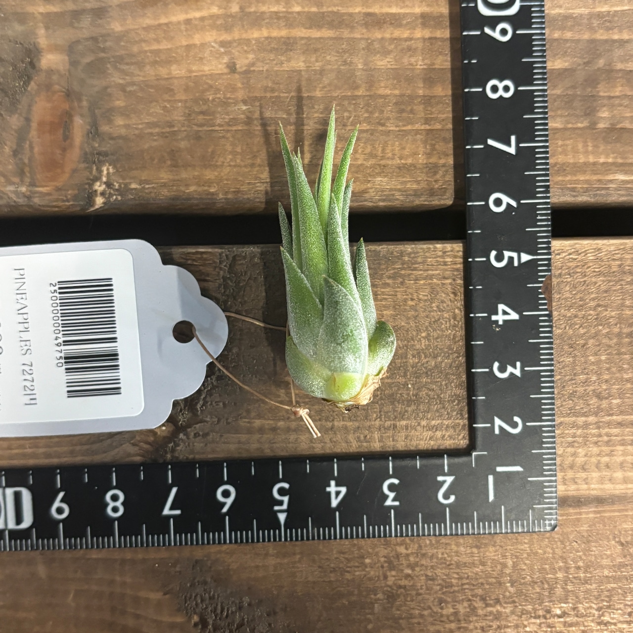 チランジア イオナンタ ハワイアンラベンダー【181】