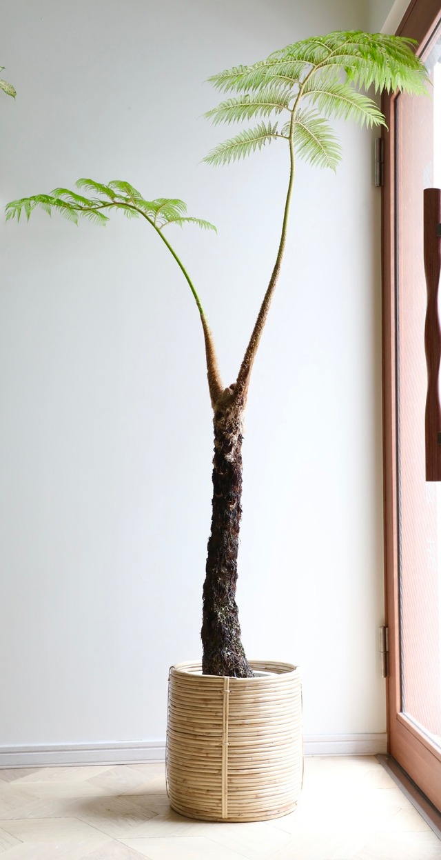 【23区内限定配送】ヘゴの木/Cyathea spinulosa　※ラタンバスケットカバー別