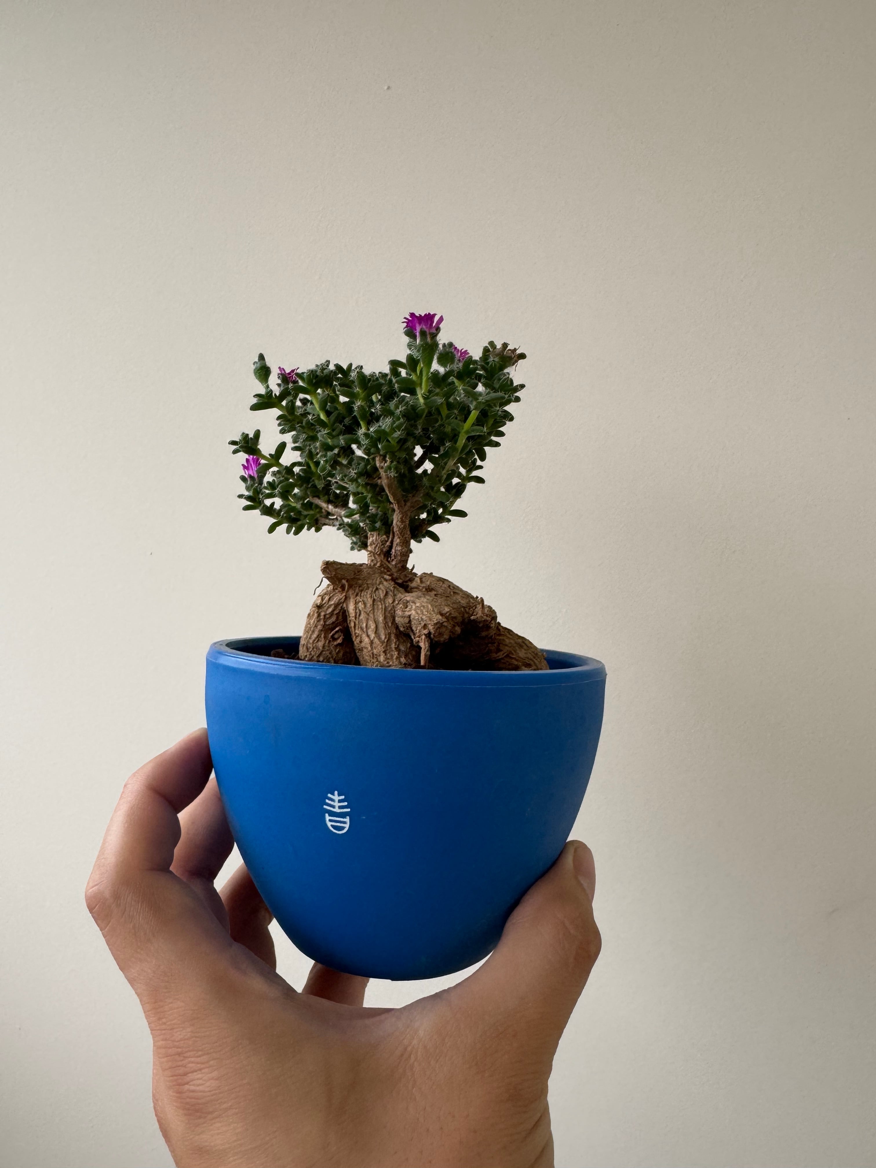 新着】Trichodiadema densum 6【育てやすい南アフリカ盆栽】トリコ