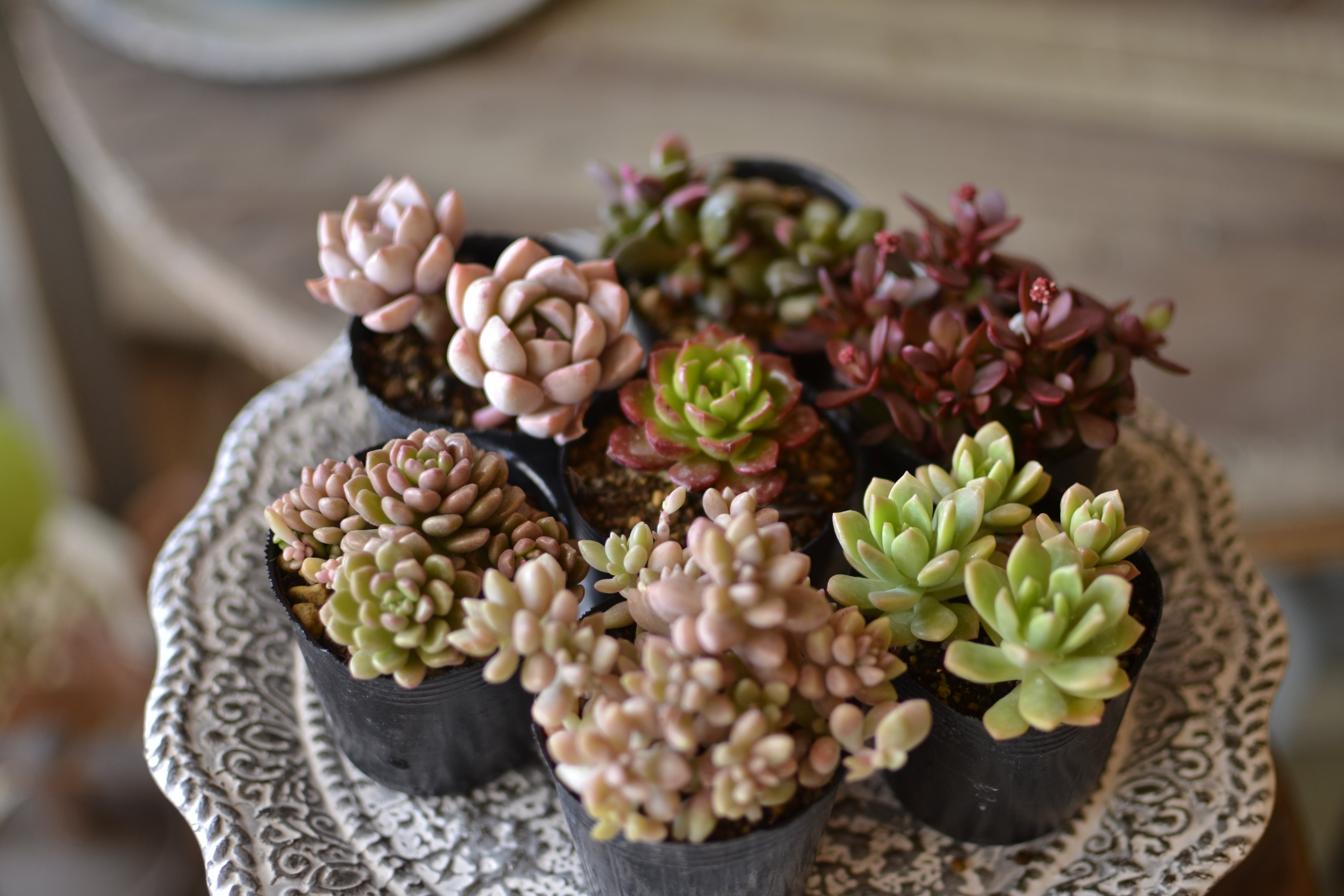 plants funshop natur*ﾅﾁｭﾗ*