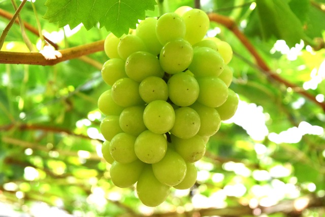 「奇跡の葡萄」マスカットジパング（中）