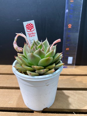 多肉植物韓国苗　Sea Urchi　D11