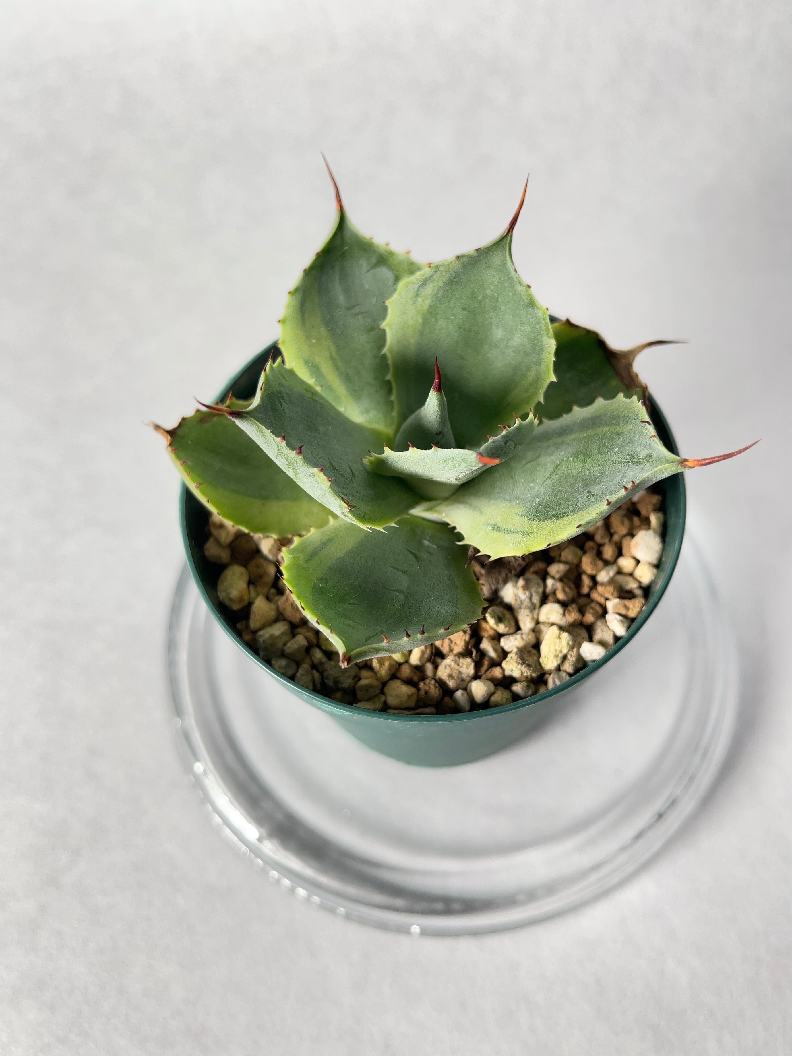 アガベ・ポタトラム・トレードウィンズ | trigger