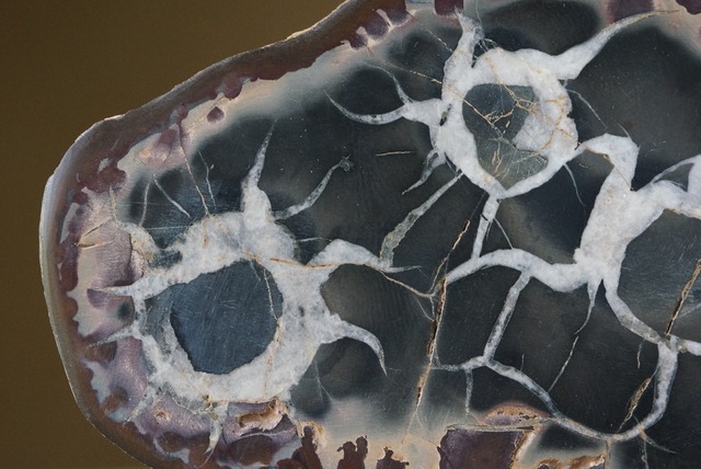 セプタリア Septaria 534