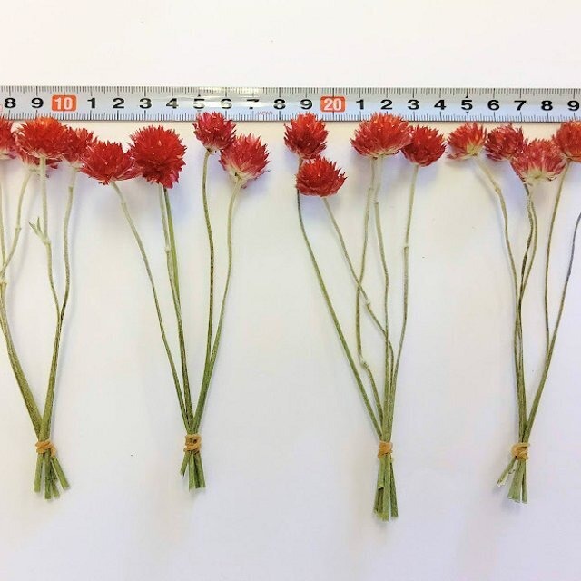 センニチコウ 千日紅 ドライフラワー茎有 レッド 001 雑貨とドライフラワーの店 Myrte ミルテ