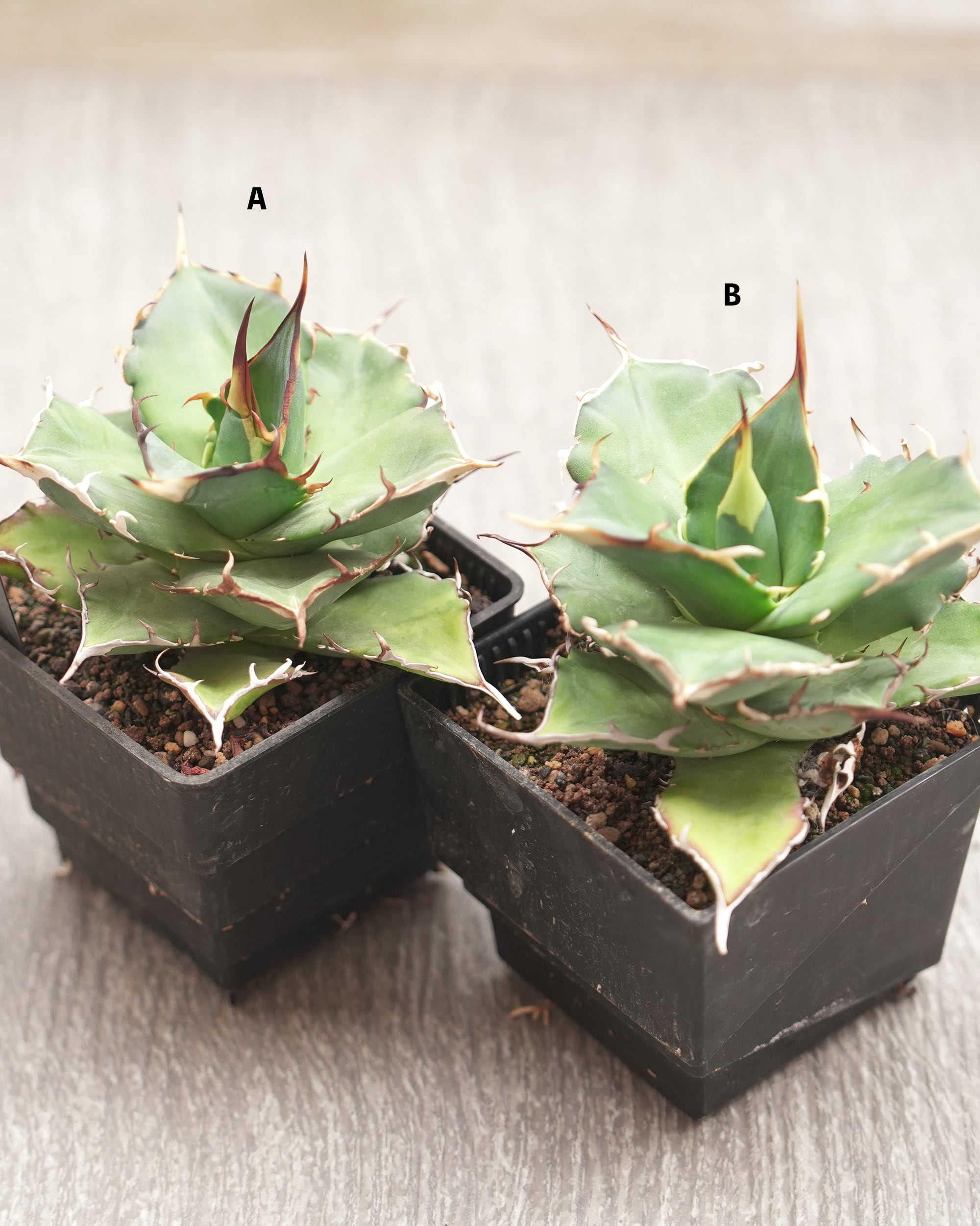 発根済カット苗 アガベ ハデス Agave titanota 'Hades' | PUKUBOOK