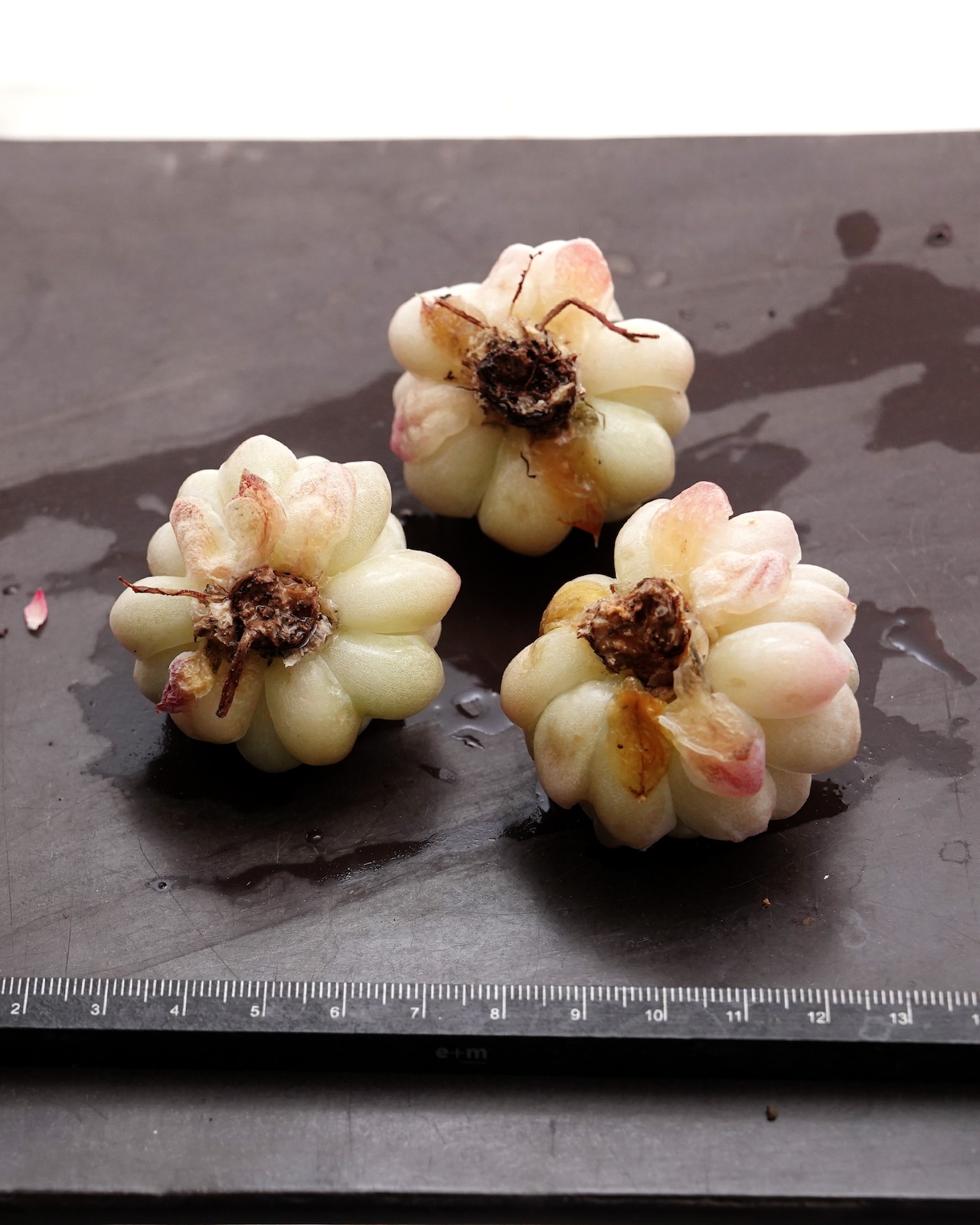 カット苗 アルバ Echeveria elegans 'Alba'