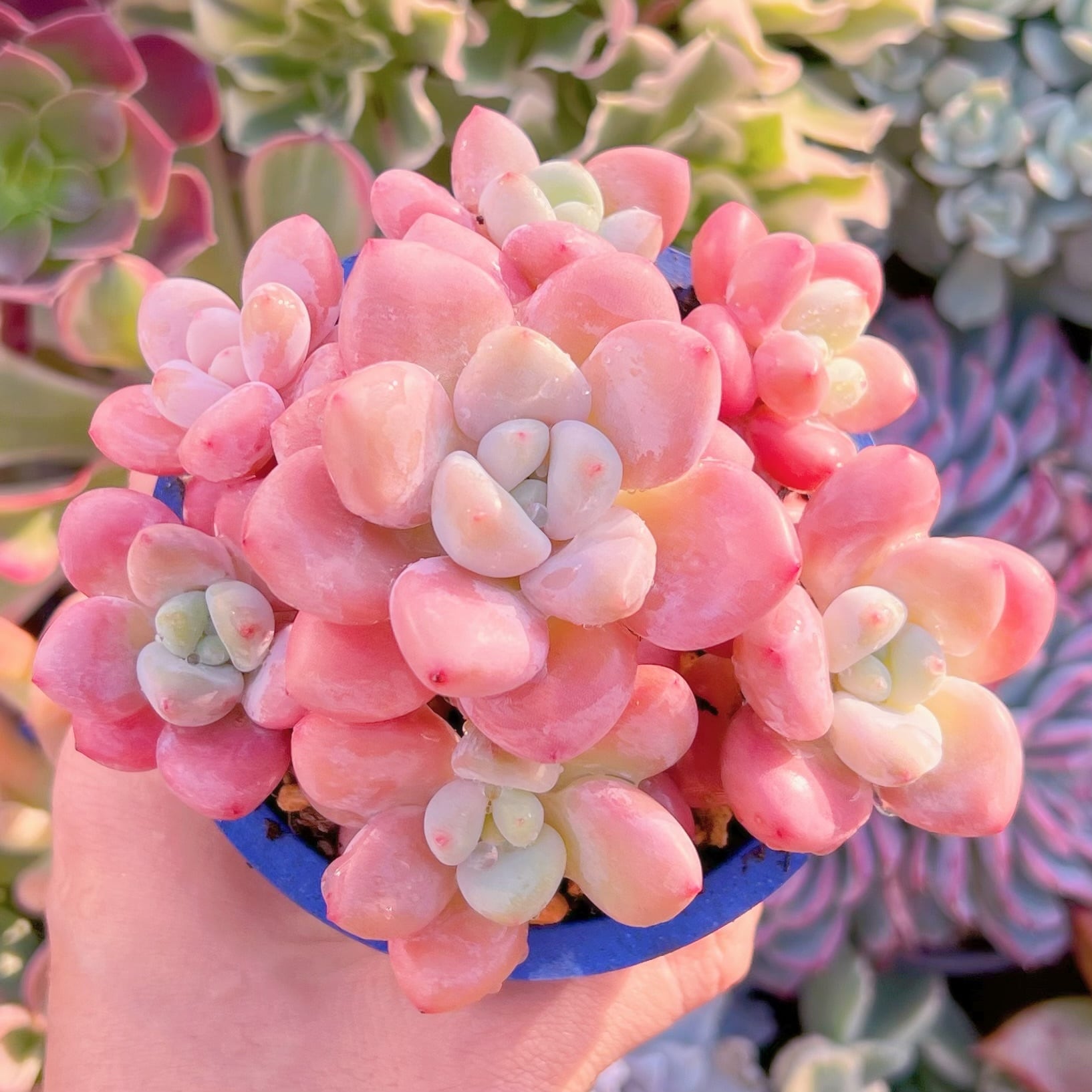 現品　マカロン#668   るる農園