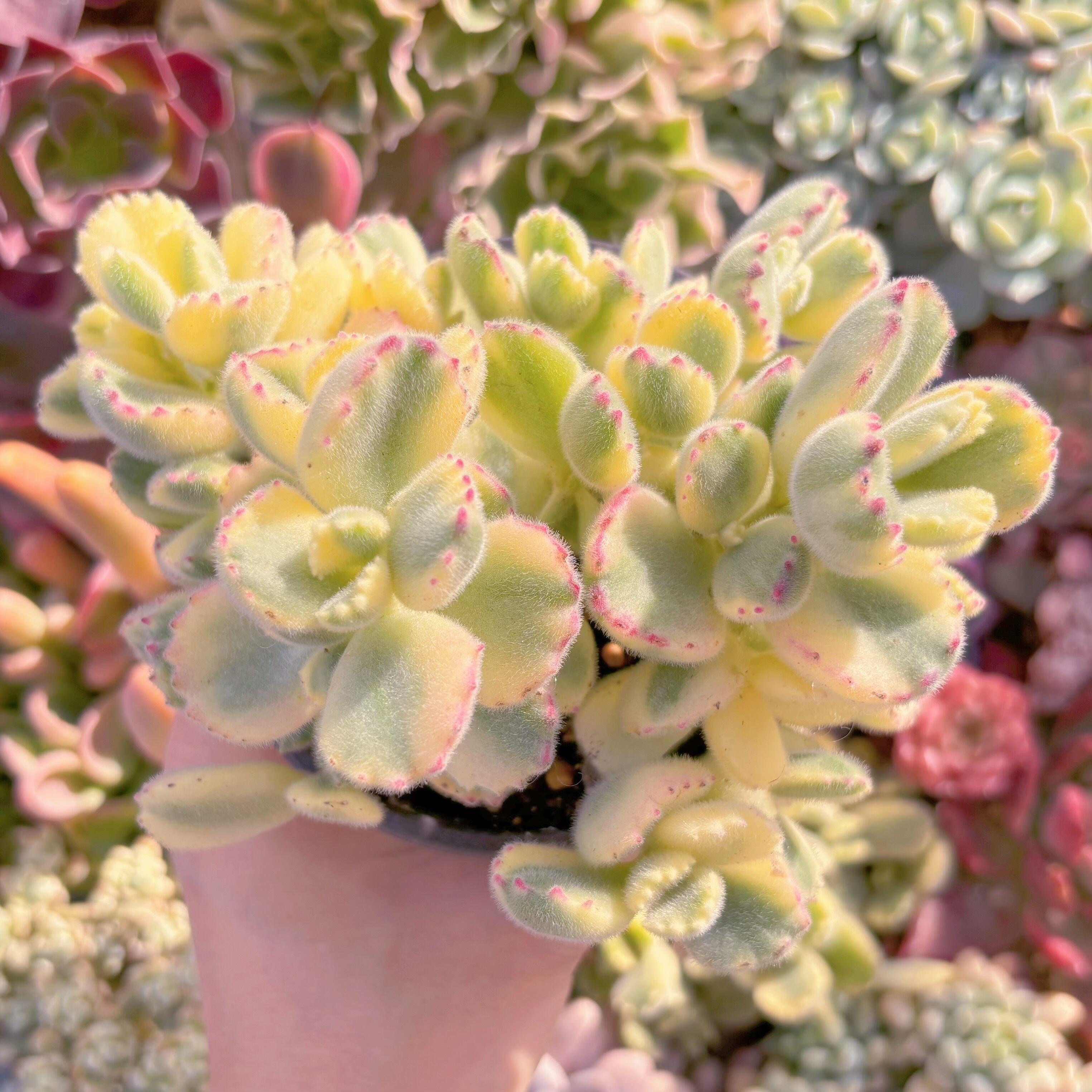 現品　白熊#887　群生　るる農園