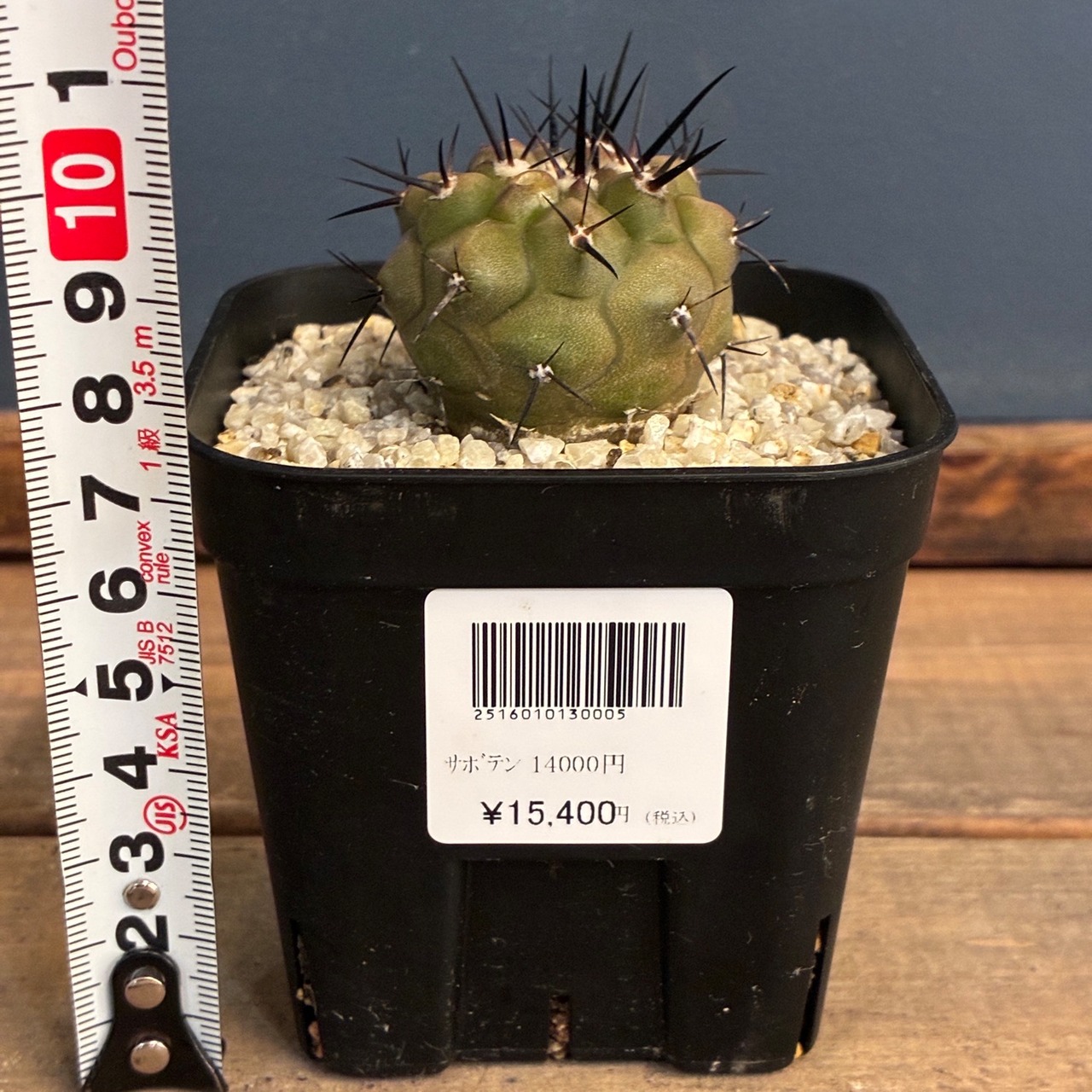 【Copiapoa】サボテン　コピアポア　黒王丸実生【1031】