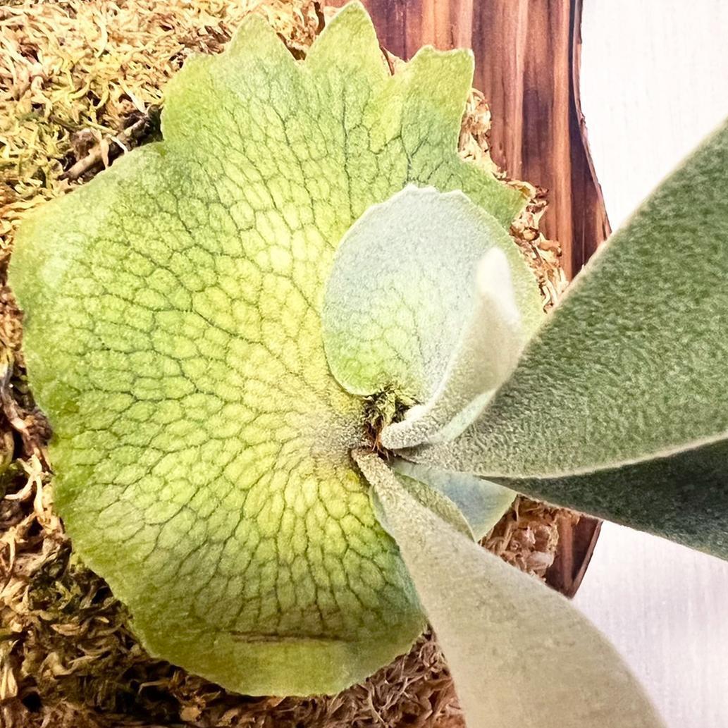 ビカクシダ レモイネイ 板付【観葉植物 室内 コウモリラン