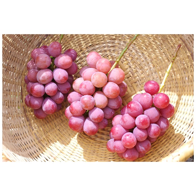 クイーンニーナ 3～５房（２．０ｋｇ以上）