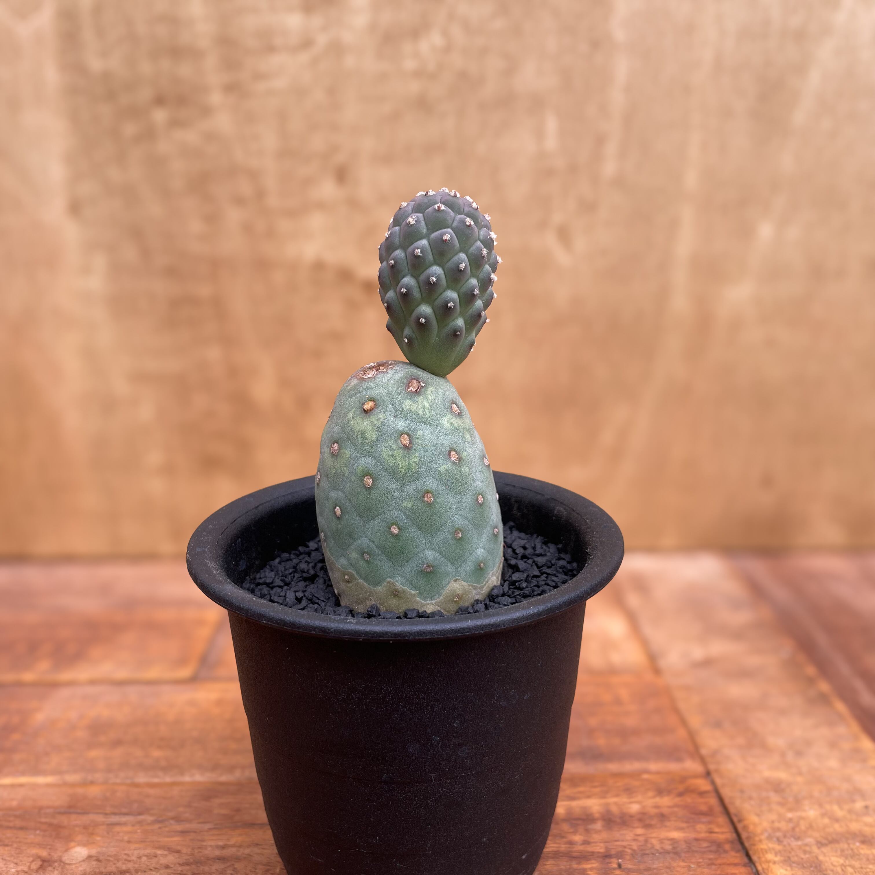 Tephrocactus geometricus【テフロカクタス・ゲオメトリクス Tephrocactus geometricus【テフロカクタス・ゲオメトリクス
