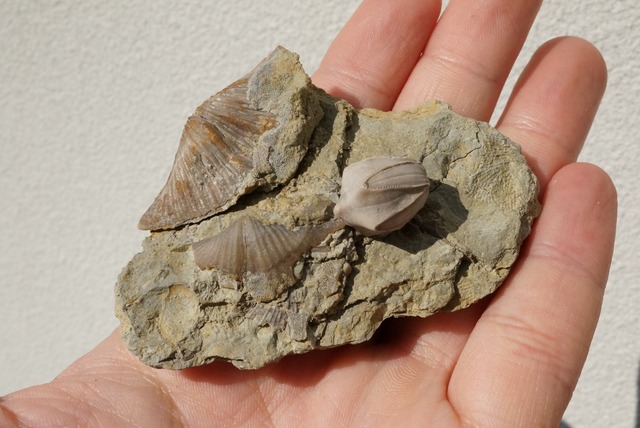 ウミツボミ / スピリフェリナ化石  Pentremites sp. / Spiriferina