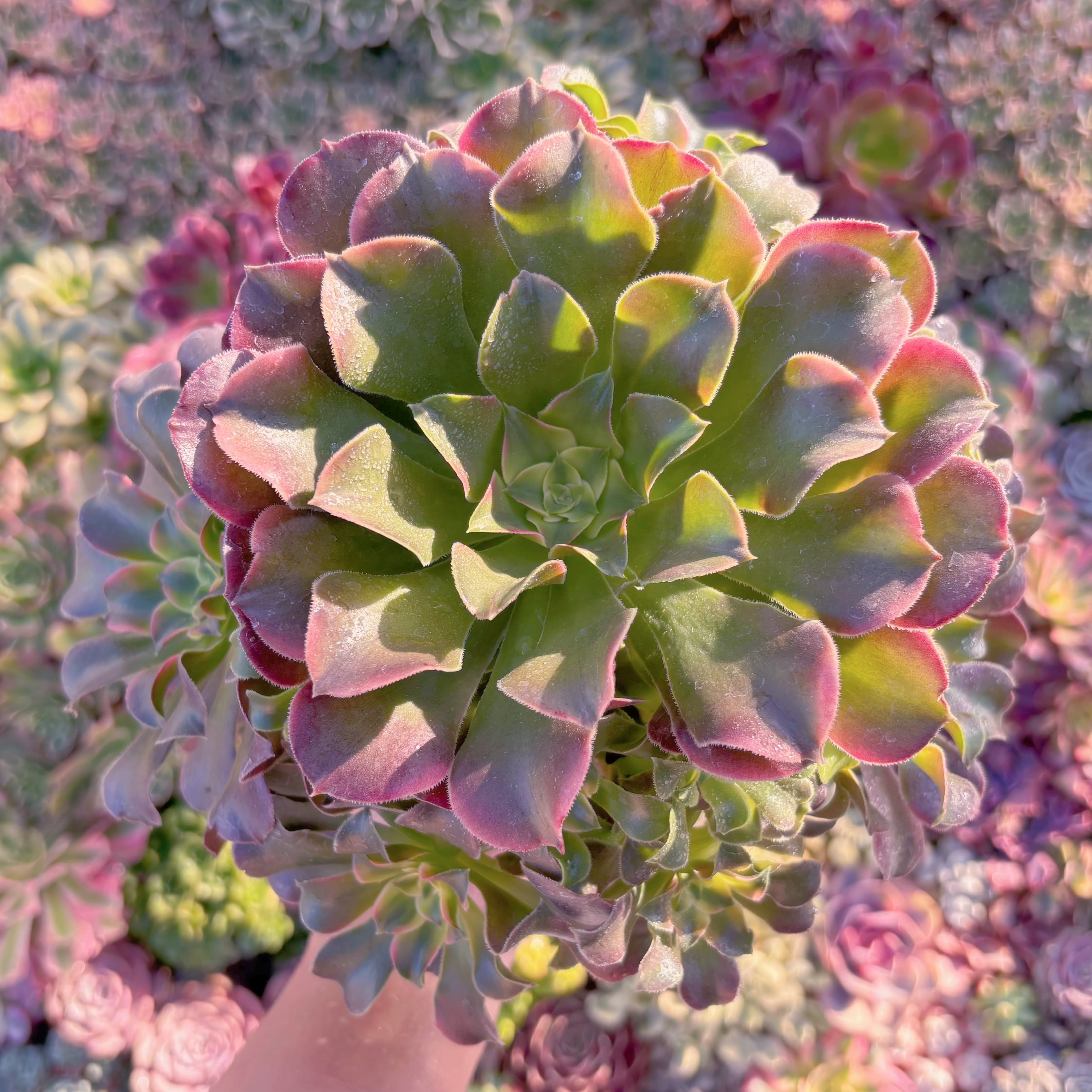 現品　アフラダイティ変異#M218　特大群生　るる農園