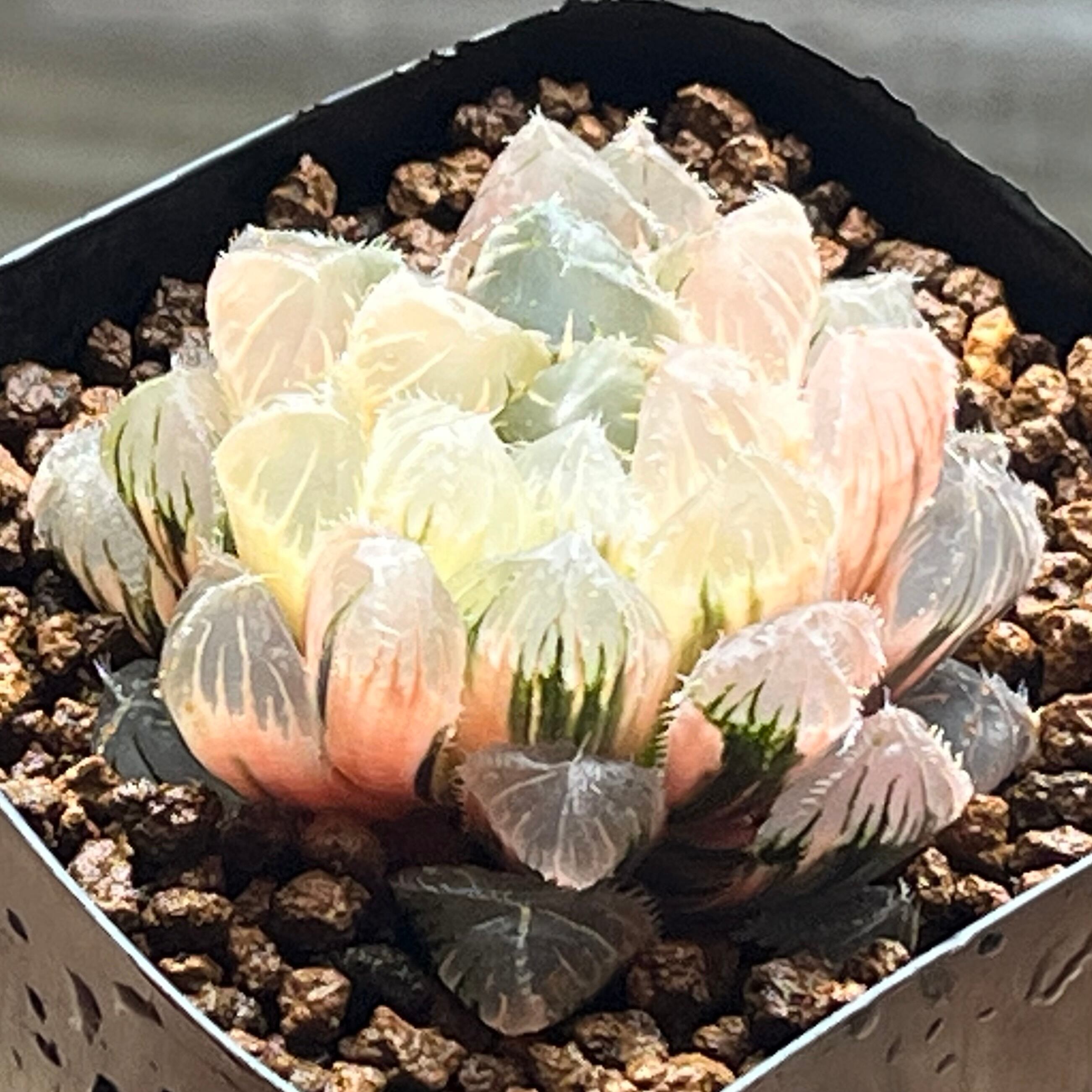 mocono_plants