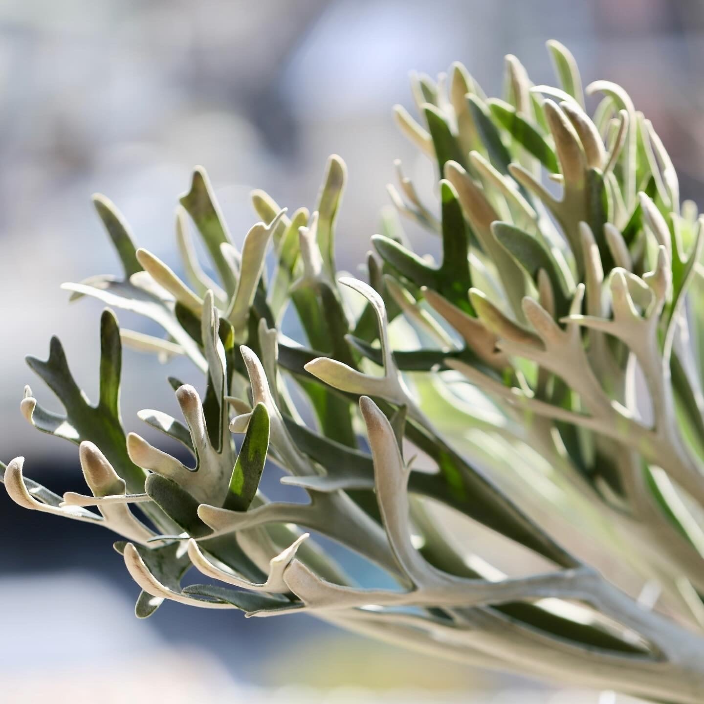 Snowqueen F307 Elsa OC Pups | P.P.Green 