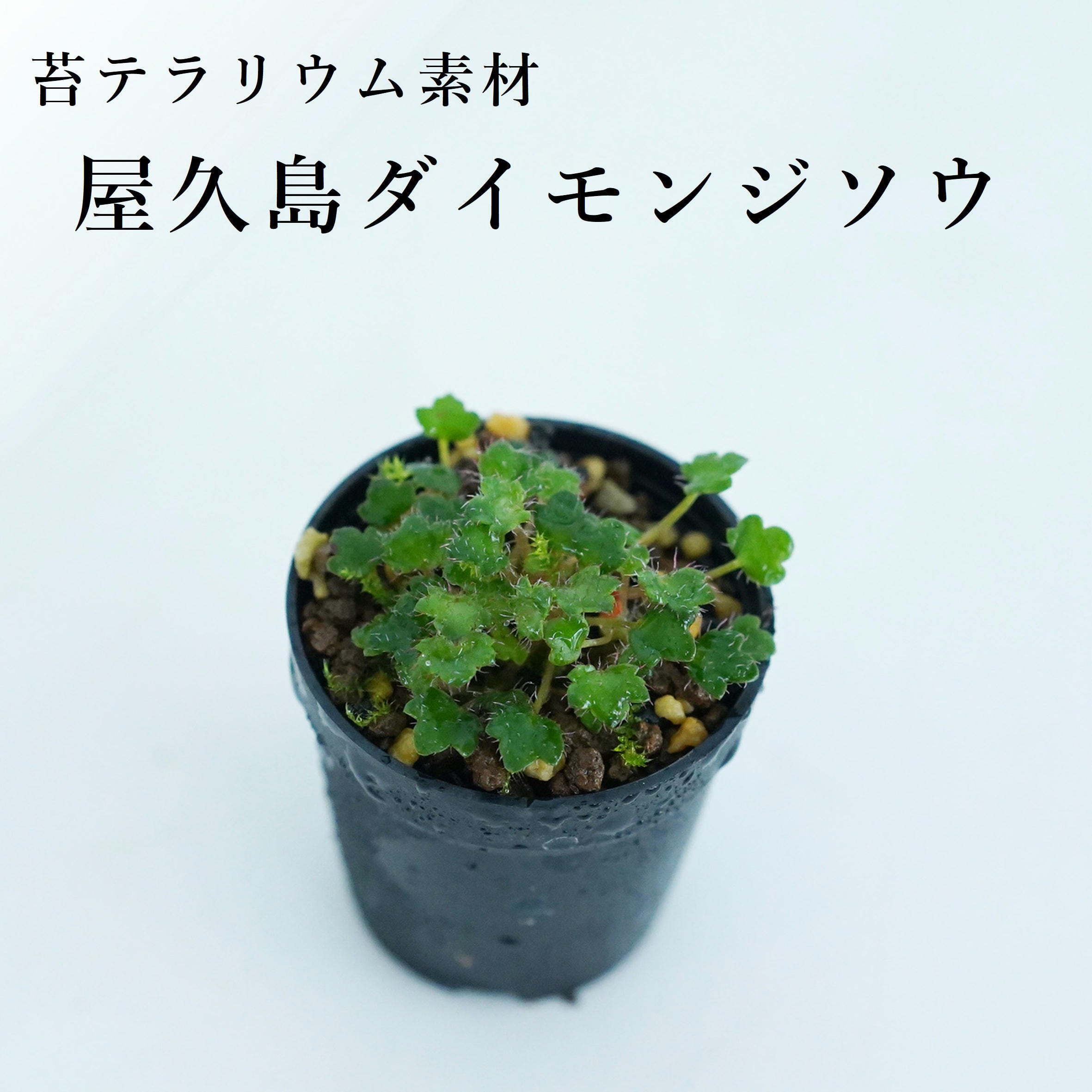 山野草 | 苔テラリウム専門ショップ道草