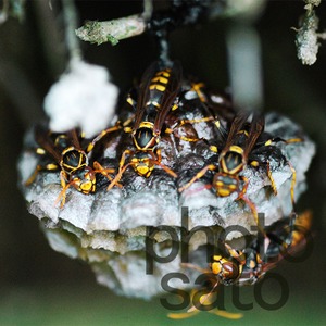 ハチの巣 002