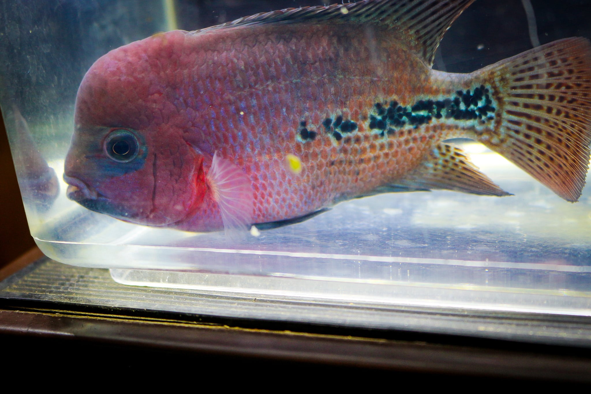 セブンブロッドヴィエジャ Jupiter No 1 新アメリカンシクリッド アクアショップ 青 セブンブロッドヴィエジャ Jupiter No 1 新アメリカンシクリッド アクアショップ 青