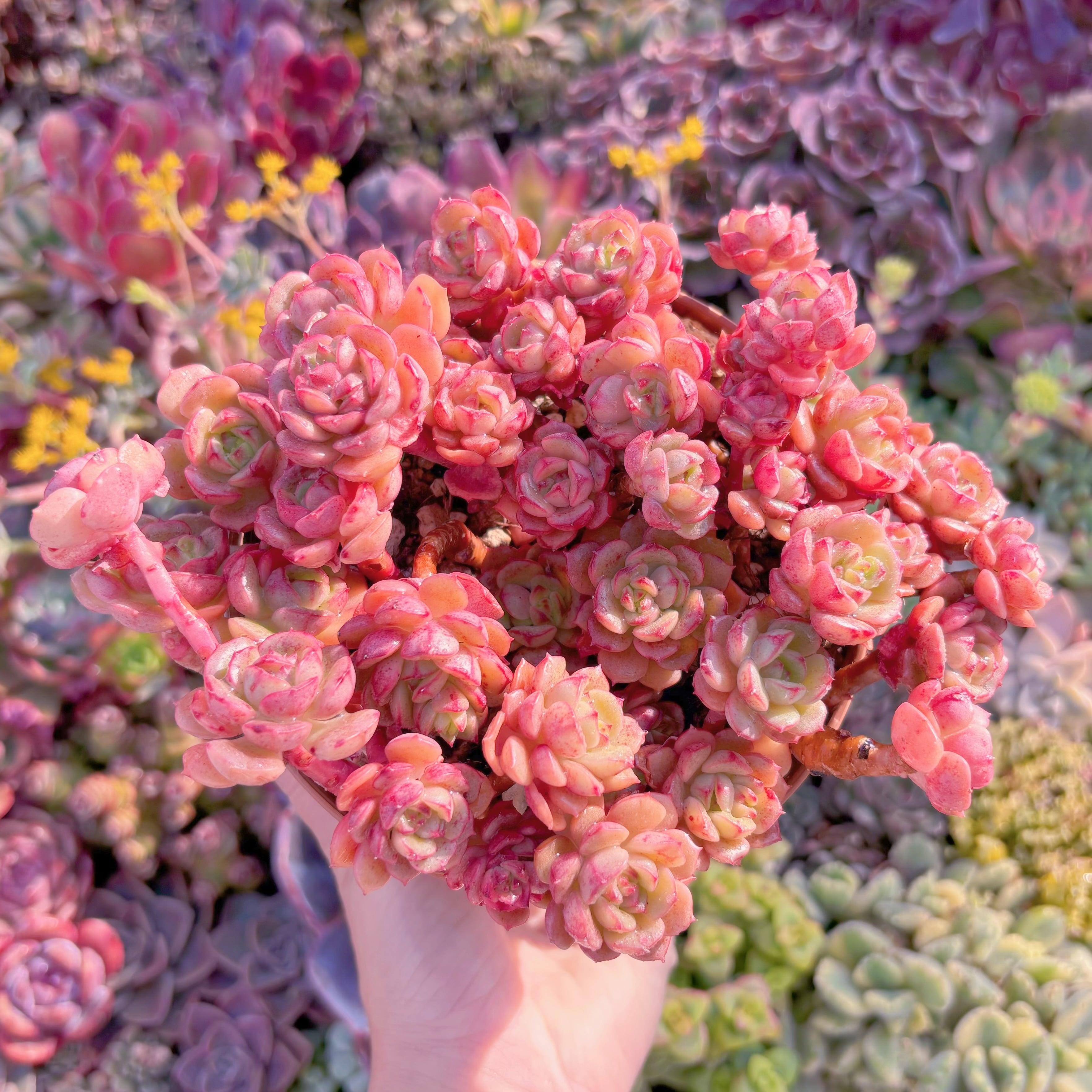 現品　Echeveria 'Victor'#M274　るる農園