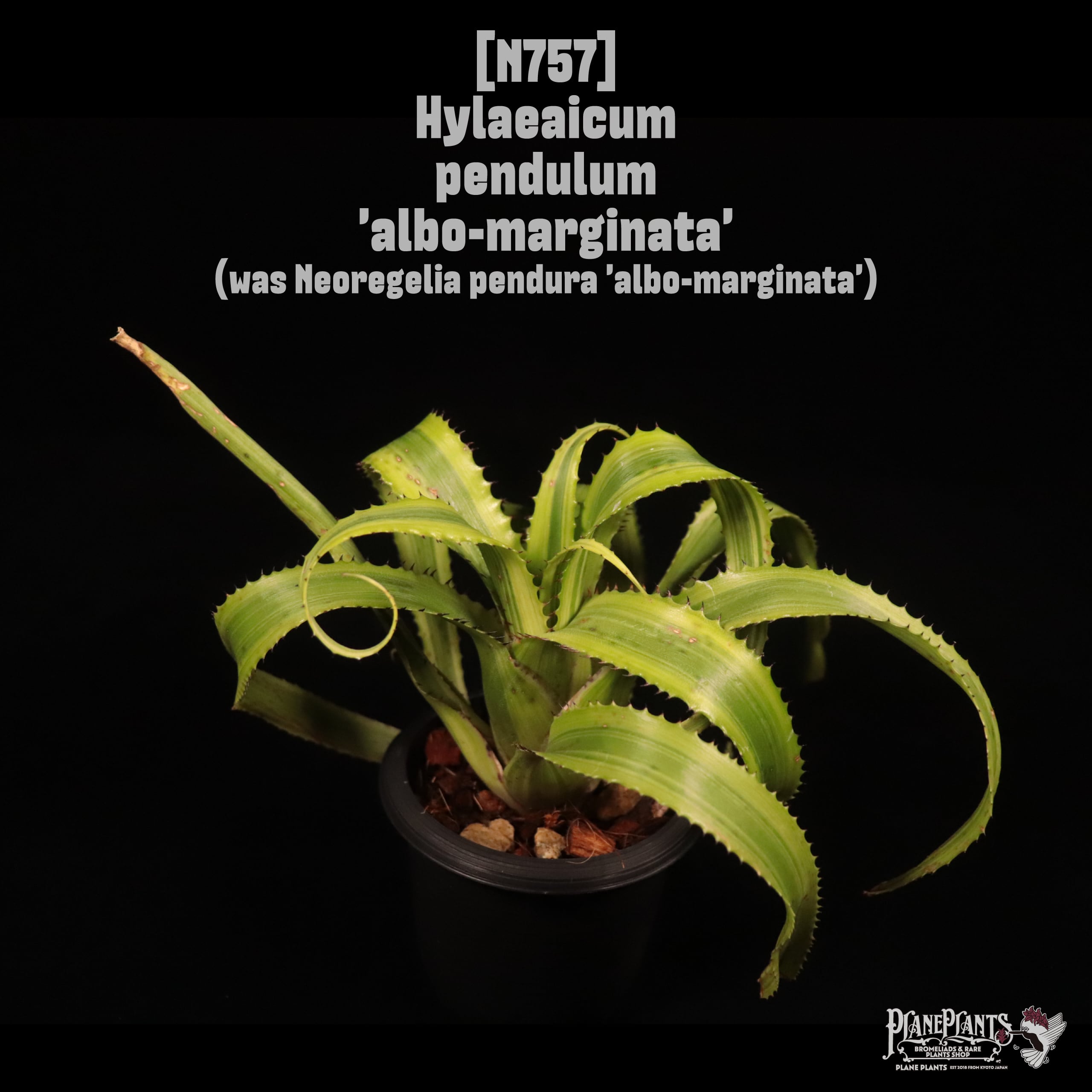 Hylaeaicum pendulum 'albo-marginata'〔ハイラエアイカム〕N757