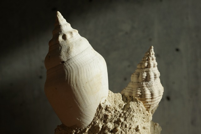 フランス産巻貝化石 Gastropod Fossil 1445