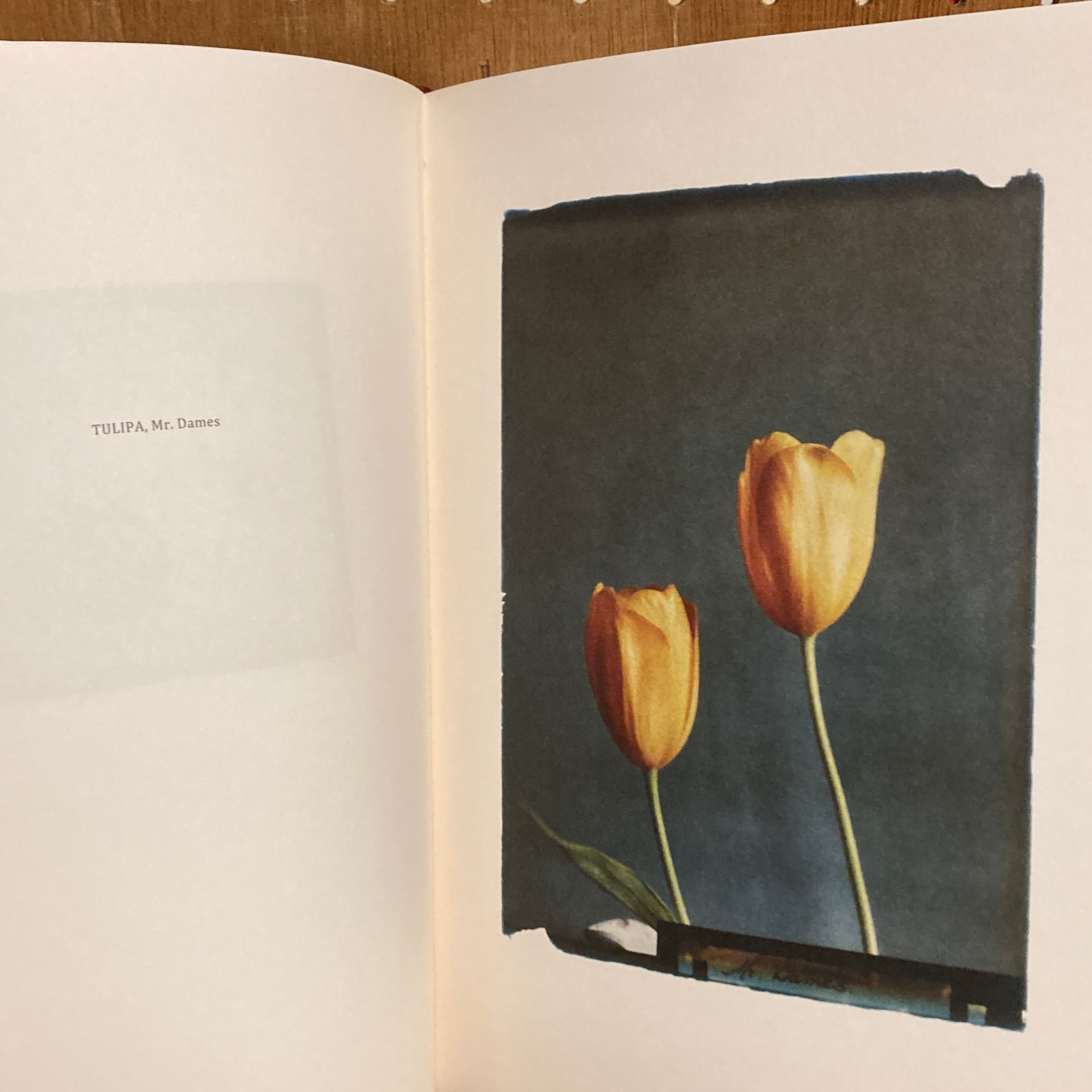 Les extravagantes / Leendert Blok, Gilles Clement | 百年