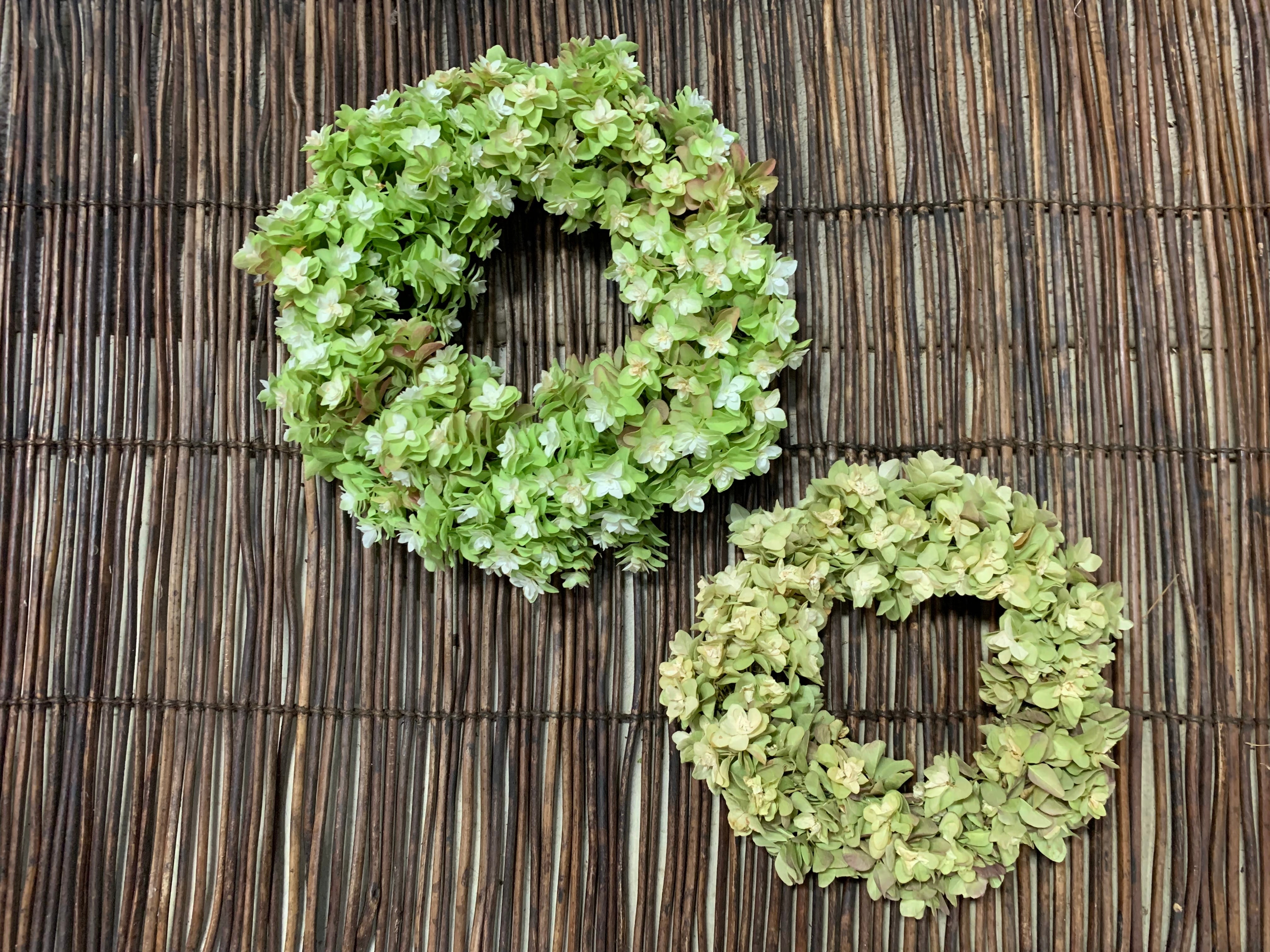 カシワバアジサイのナチュラルリース