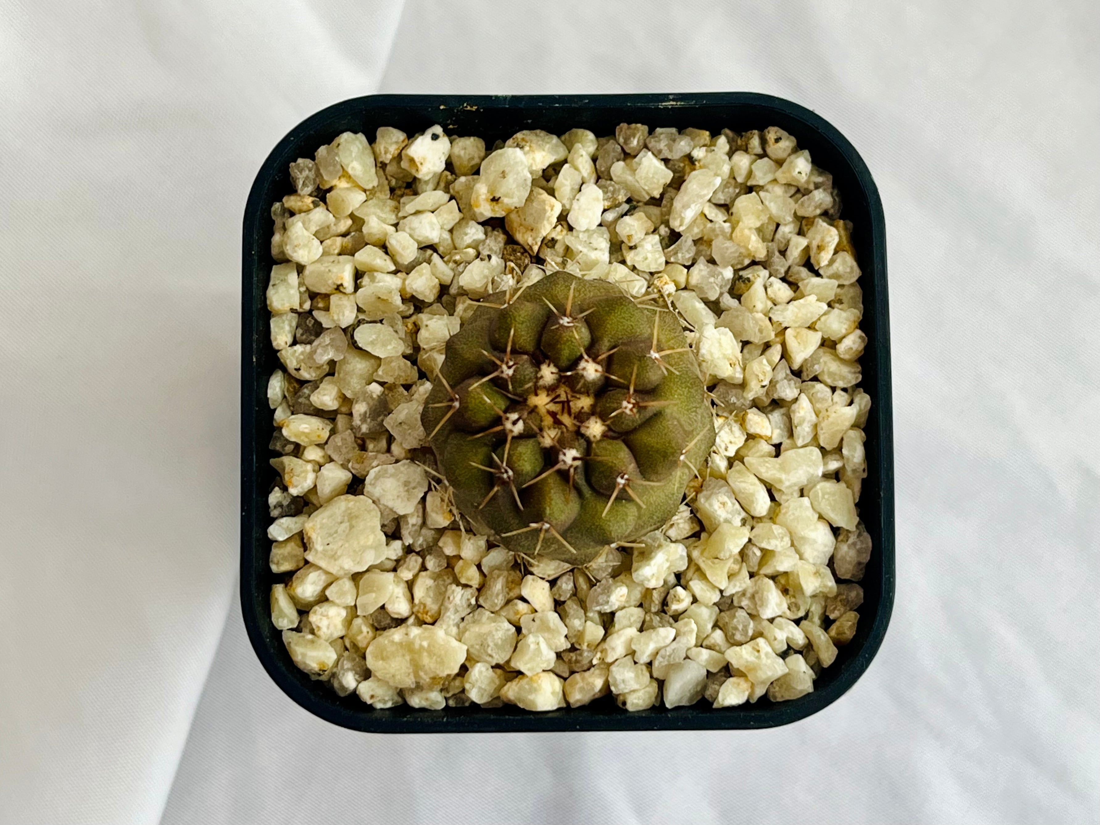 Copiapoa cinerea var. columna-alba コピアポア コルムナアルバ 孤竜