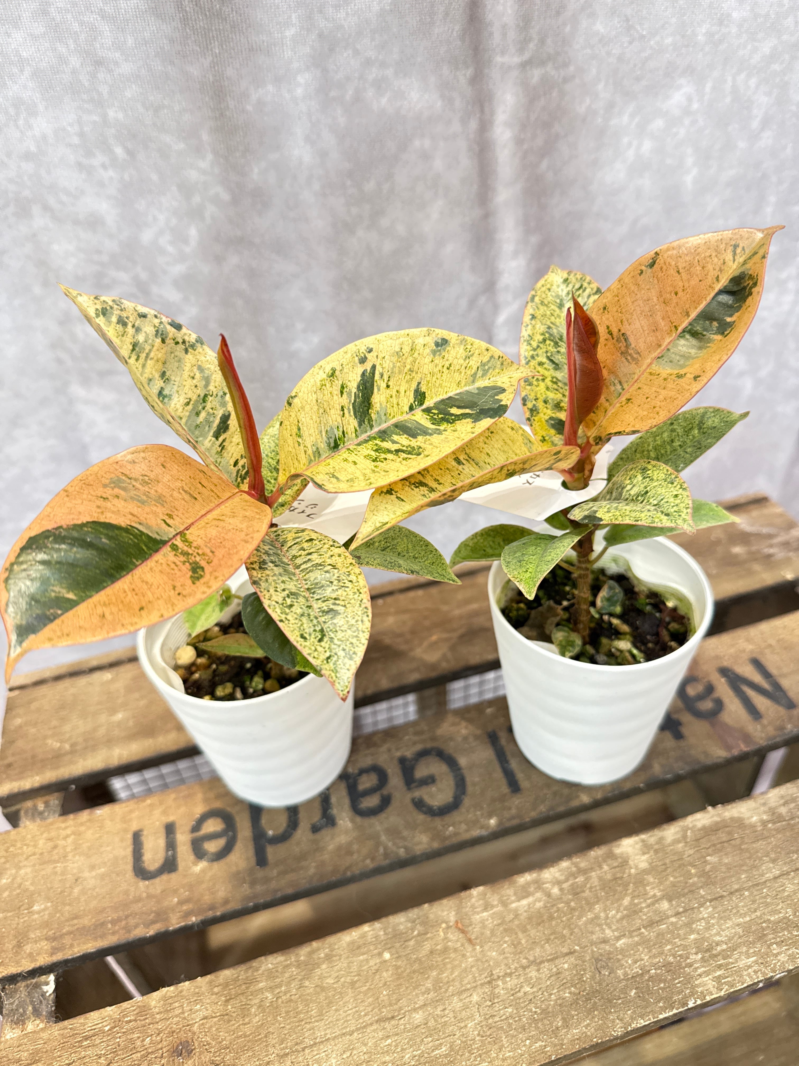 フィカス ジン (ミニマムサイズ) | Gardenえん 【観葉熱帯植物】