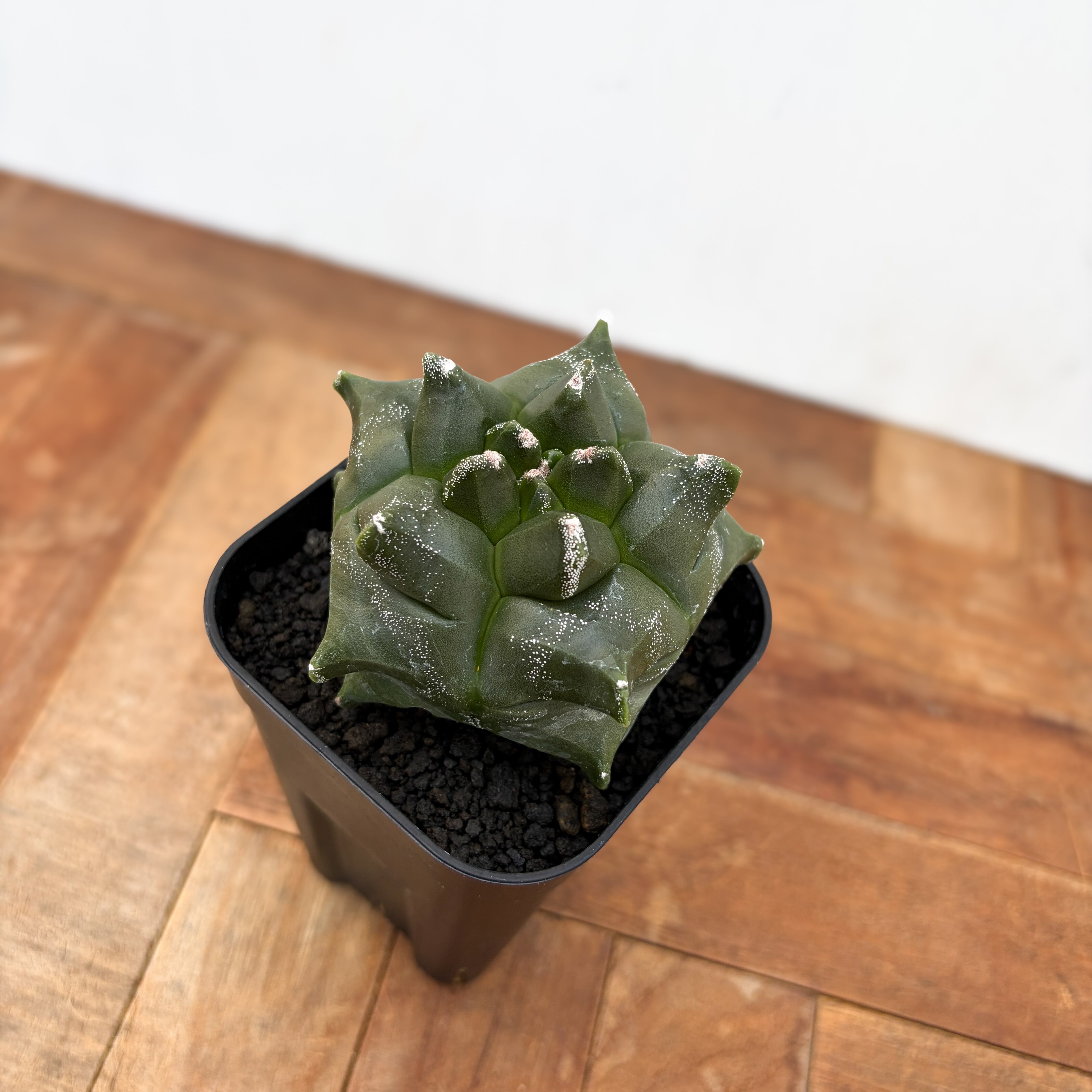 Astrophytum myriostigma var. nudum 【アストロフィツム・金平糖