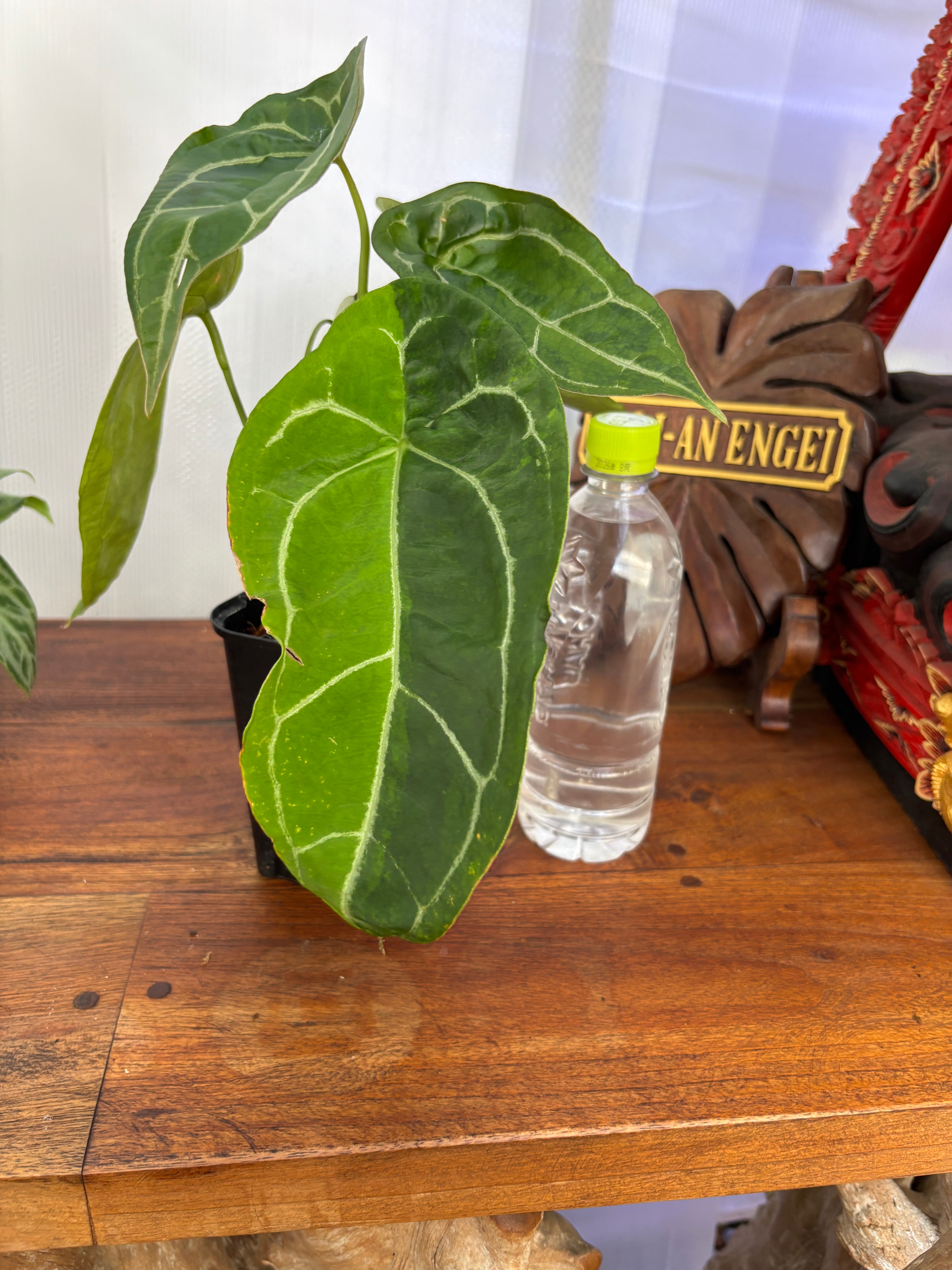 Anthurium | BALI-AN 園芸
