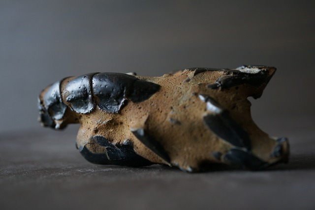 オーストラリア産ロブスター化石 Thalassina anomala Fossil  820