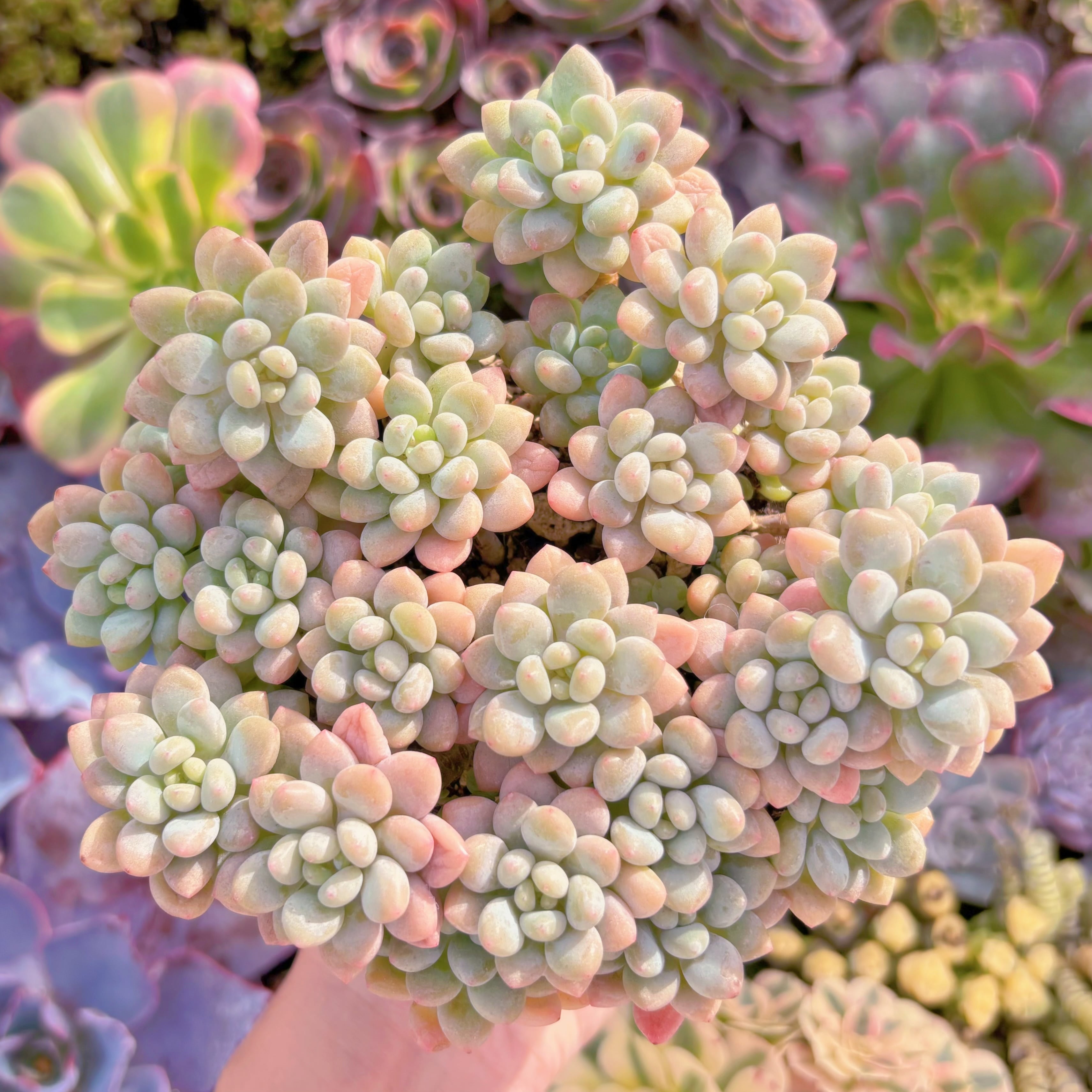 現品　ロココ#300　大群生　るる農園