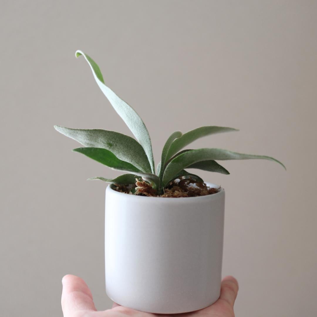コウモリラン ビカクシダ 特大‼️陶器鉢！！ （ビカクシダ