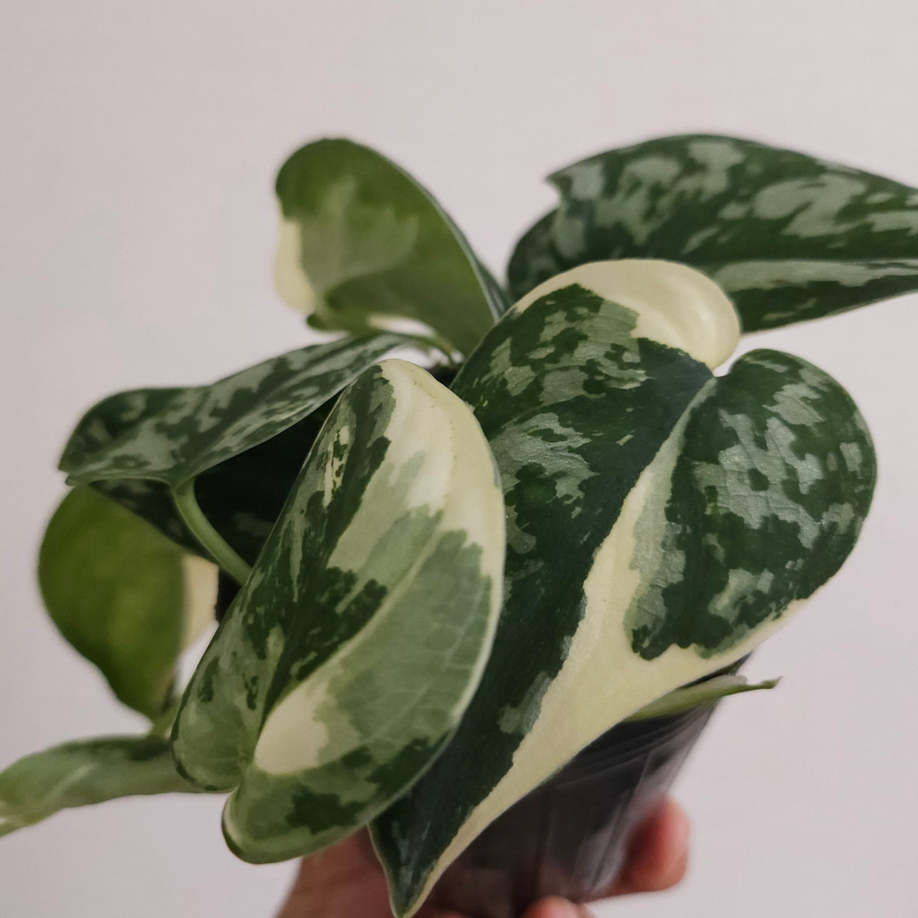 ⑤《スキンダプサス ジェイドサテン バリエガータ》Scindapsus Jade