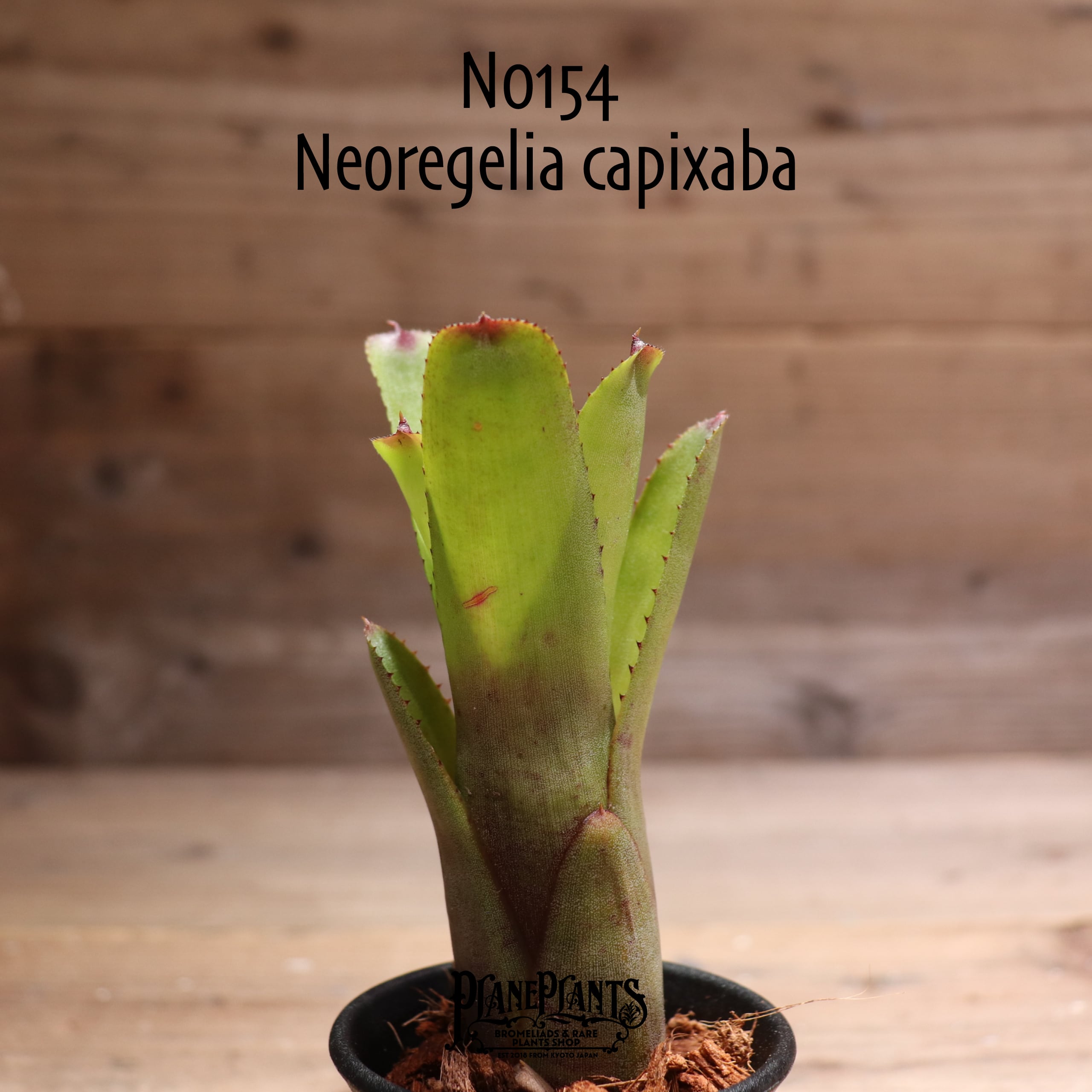 送料無料】capixaba (pup)〔ネオレゲリア〕現品発送N0154 | plane plants