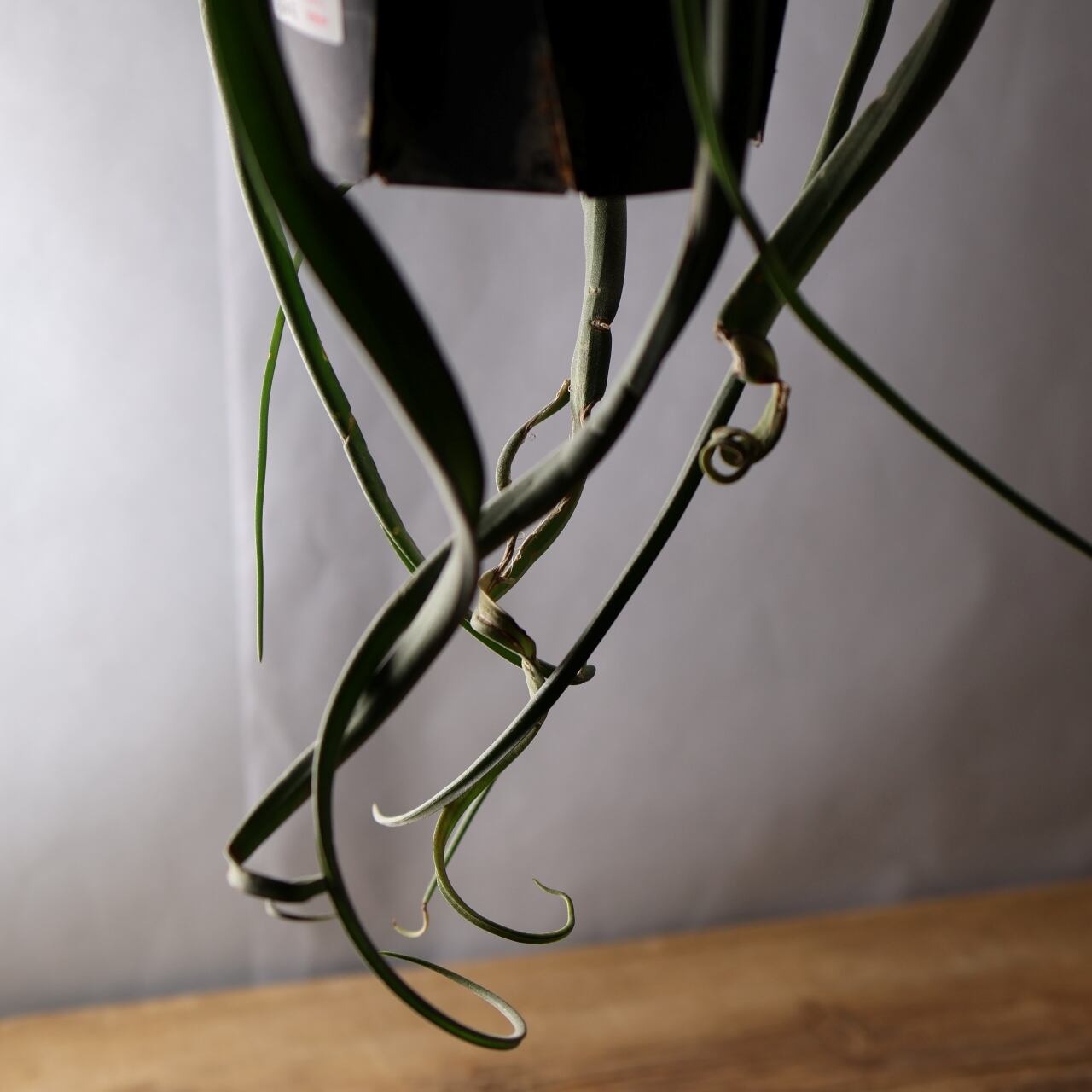 347 くるくるカール『チランジア カーリースリム Tillandsia Curly