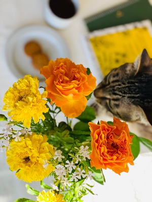 もちことマリーゴールド