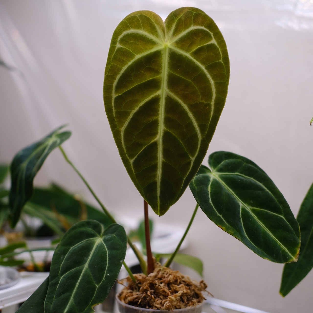 【希少な交配種】アンスリウム・ワロクアーナム × レガレ② / Anthurium warocqueanum × regale / 観葉植物<育て方・花言葉>