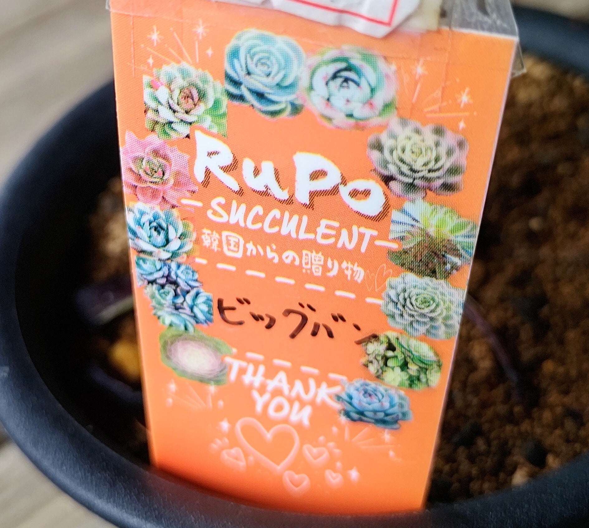 B)ビックバン(アエオニウム) | RuPo 多肉植物専門店