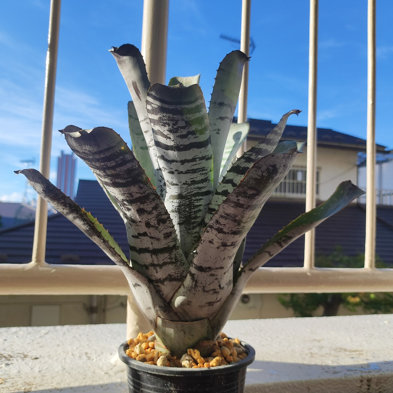 エクメア チャンティニー Aechmea chantinii Black Ice